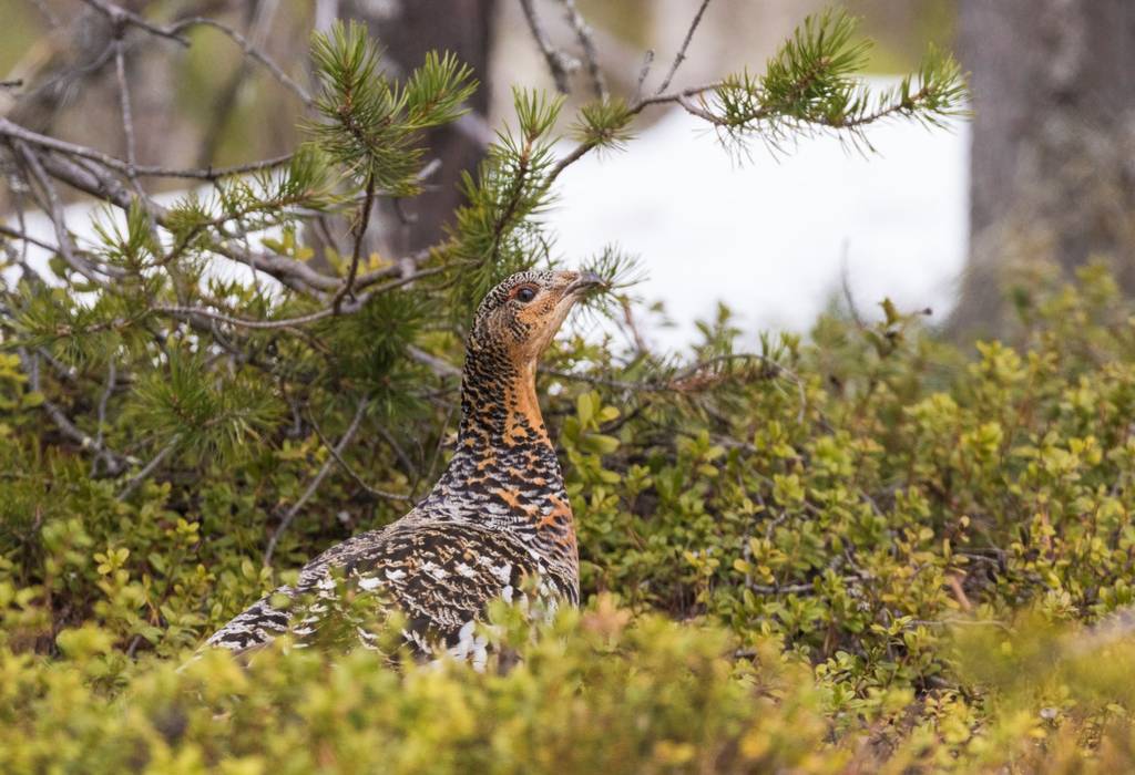 Mer värde i varje skogsaffär bild