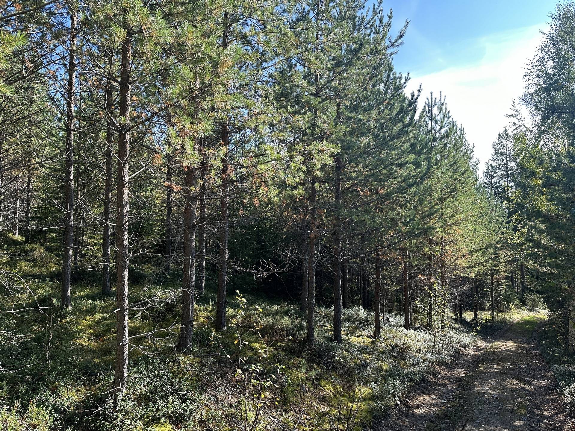 Gård med skogsbruk på Långviken Långviken Skellefteå kommun - bild 2