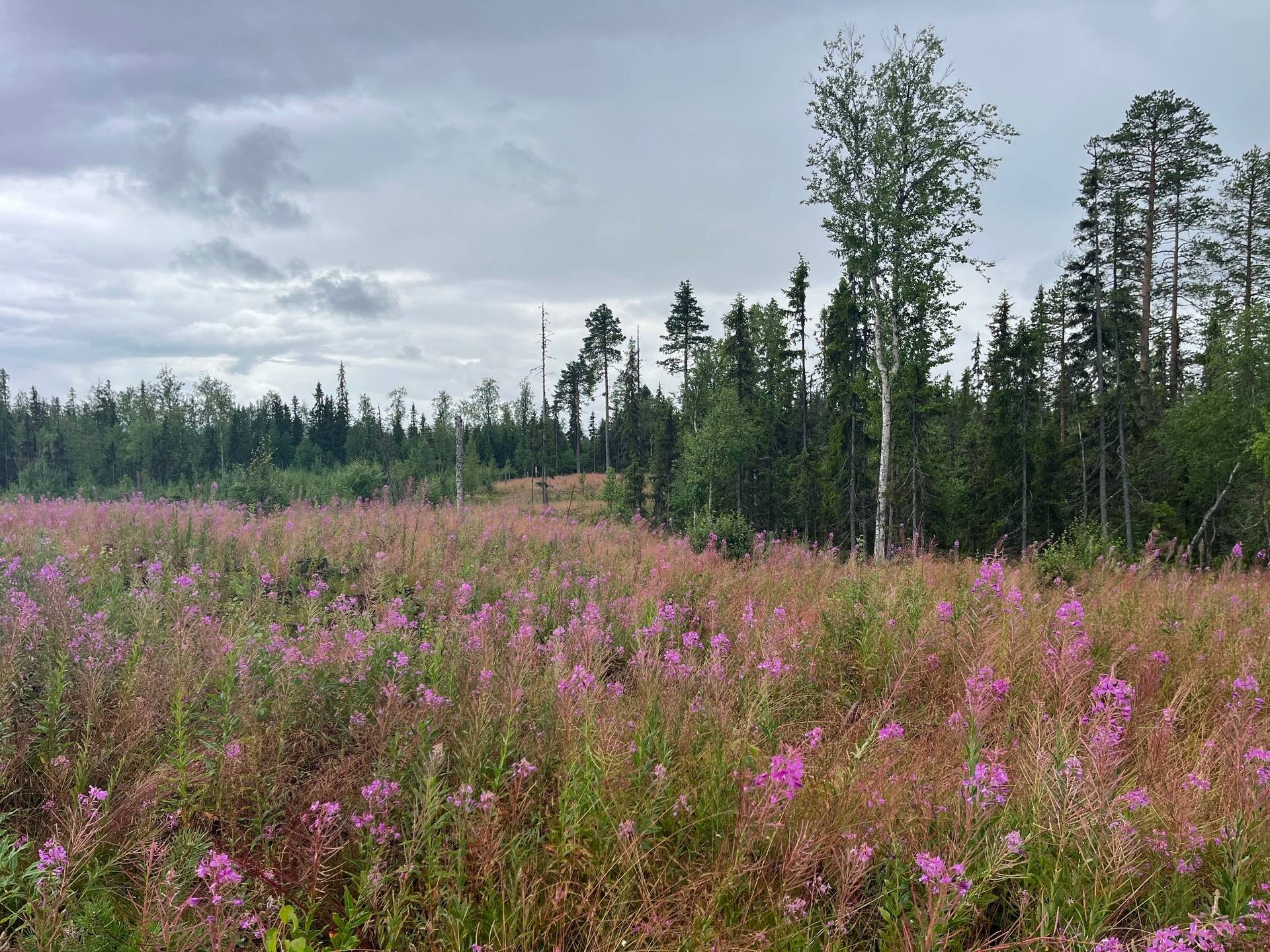Gård/skog på VILHELMINA IDVATTNET 2:25, 2:26 & 2:29 Idvattnet Vilhelmina kommun - bild 3
