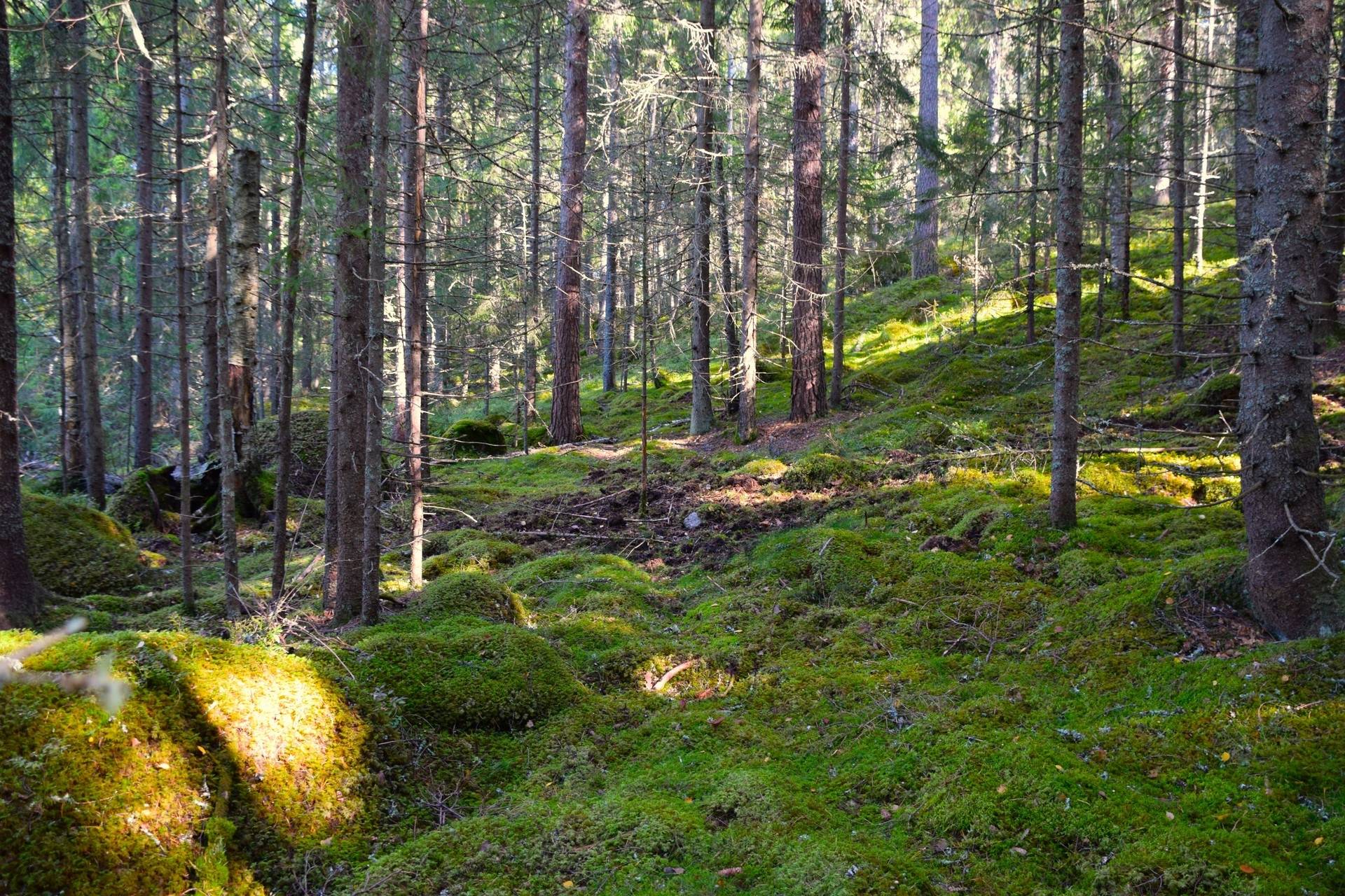 Gård med jordbruk på Snårbotten Laggartorp 23 Laggartorp Storfors kommun - bild 31