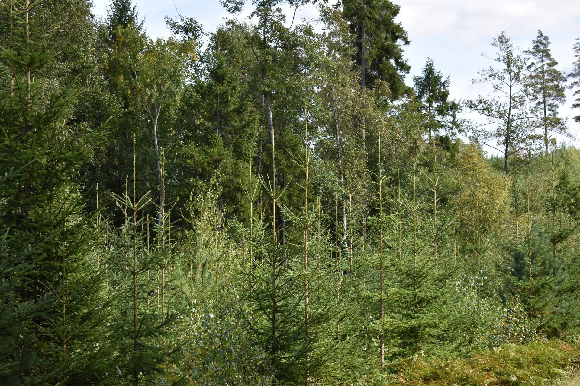 Gård med skogsbruk på Gårdsryd 1:2, 3:2 Gårdsryd Nybro kommun - bild 20