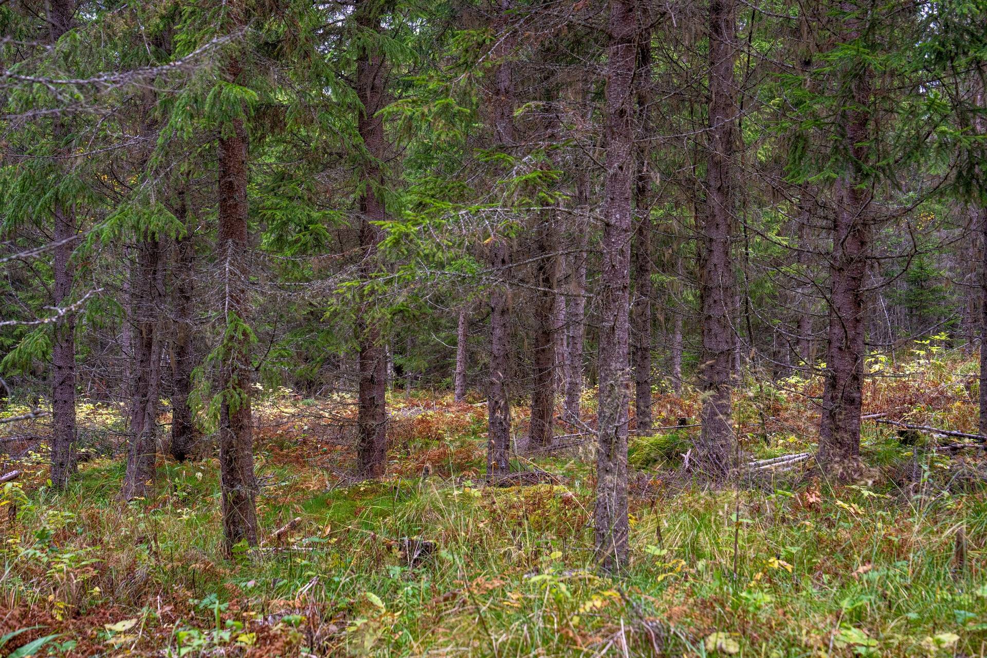 Gård/skog på Åberg Krokoms kommun - bild 7