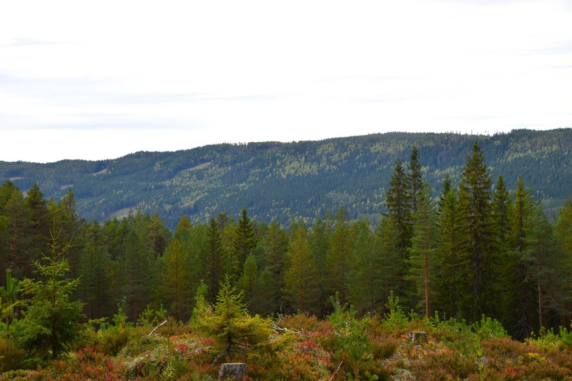 Gård med skogsbruk på Gravol Gravol Torsby kommun - bild 16