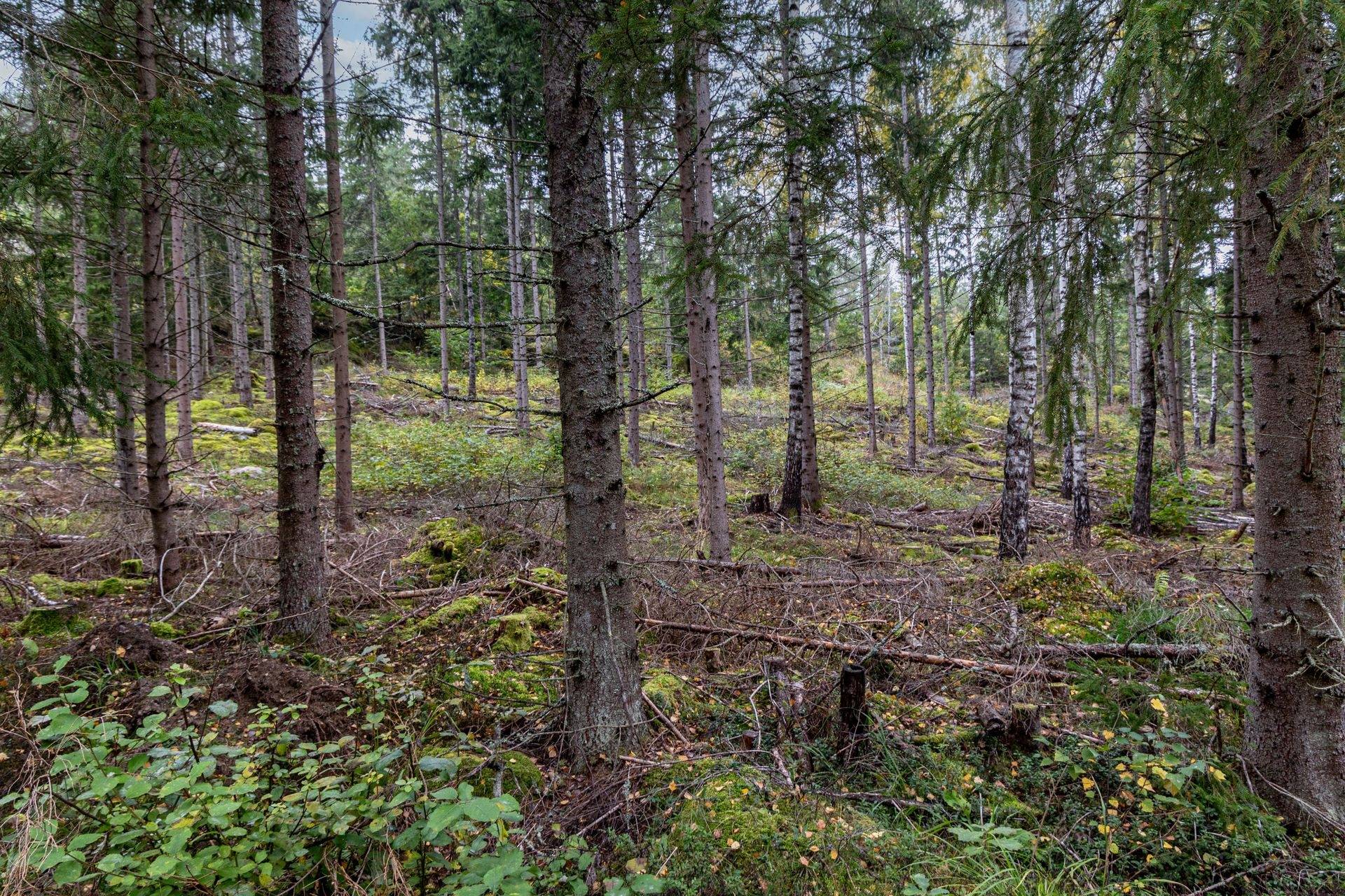 Gård/skog på Dalsebo Vena Hultsfreds kommun - bild 5