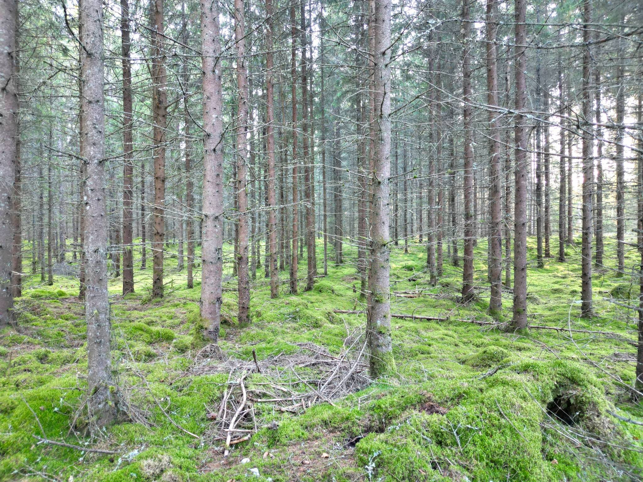 Gård med skogsbruk på Trällebonäs, Älmeboda Älmeboda Trällebo Tingsryds kommun - bild 12