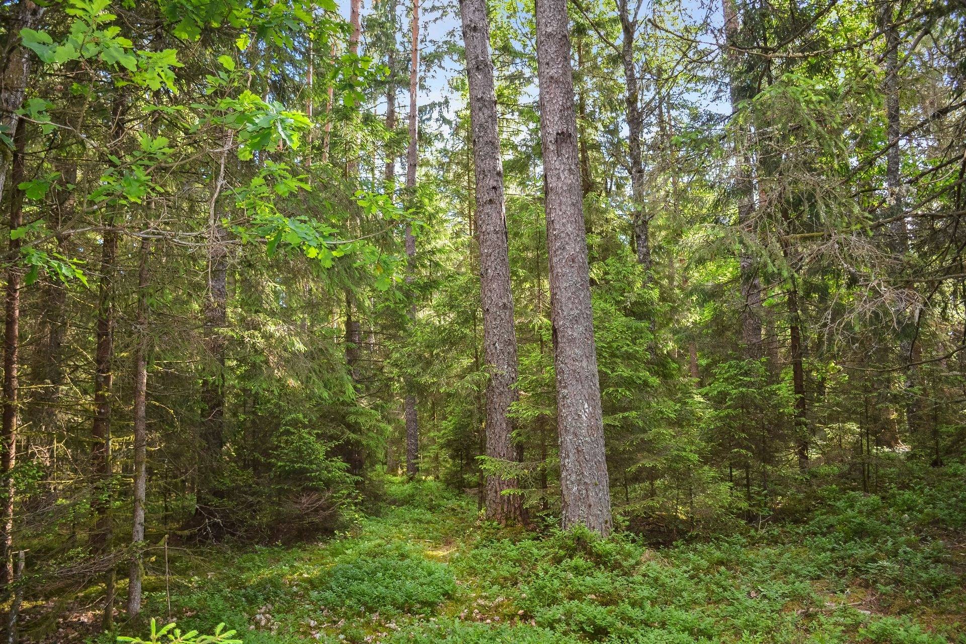 Gård/skog på Källunga Herrljunga kommun - bild 12