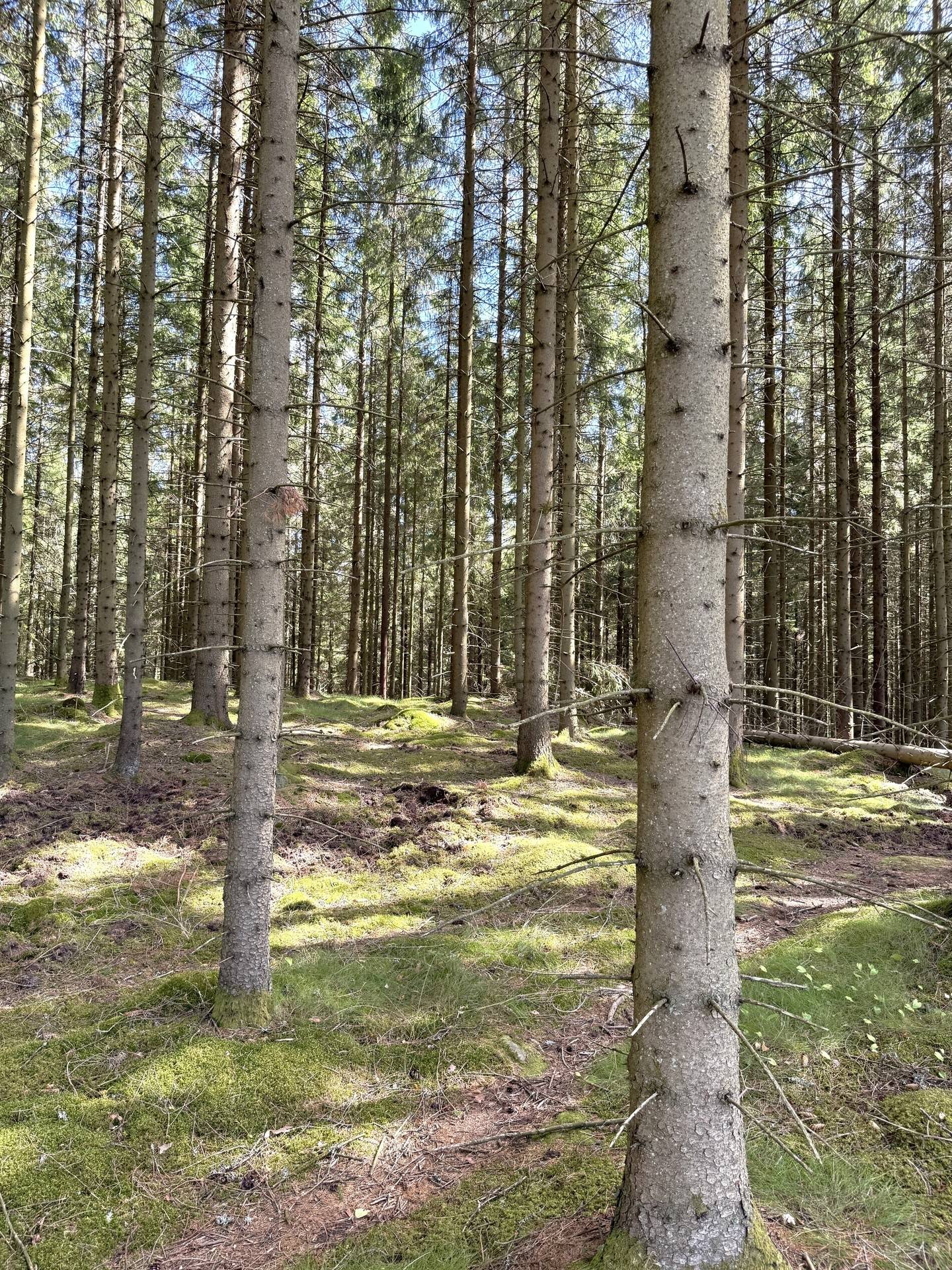 Gård med skogsbruk på Gäddhult 1:33 Hällingsjö Marks kommun - bild 3