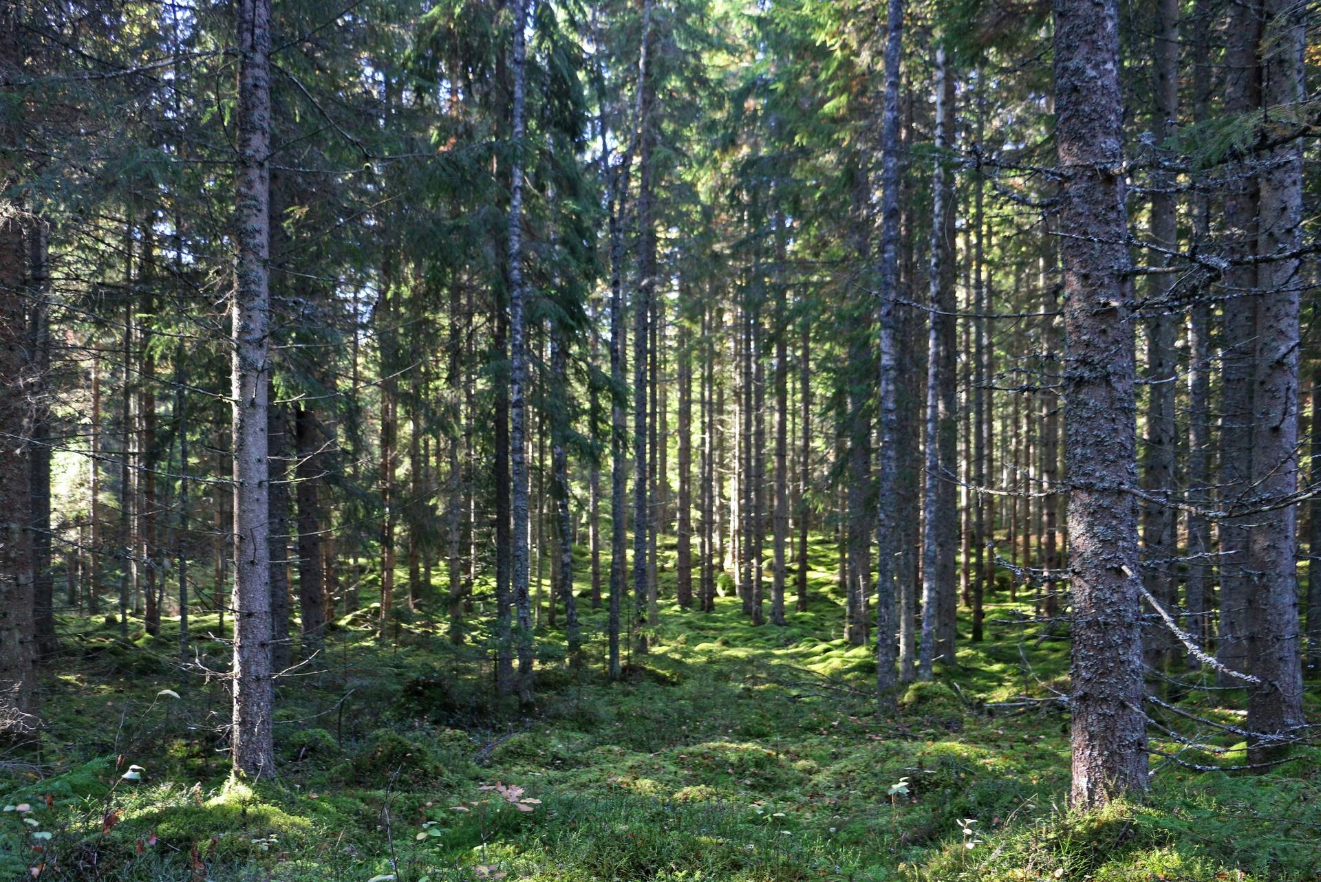 Gård med jordbruk på Älmekulla Ydre kommun - bild 3