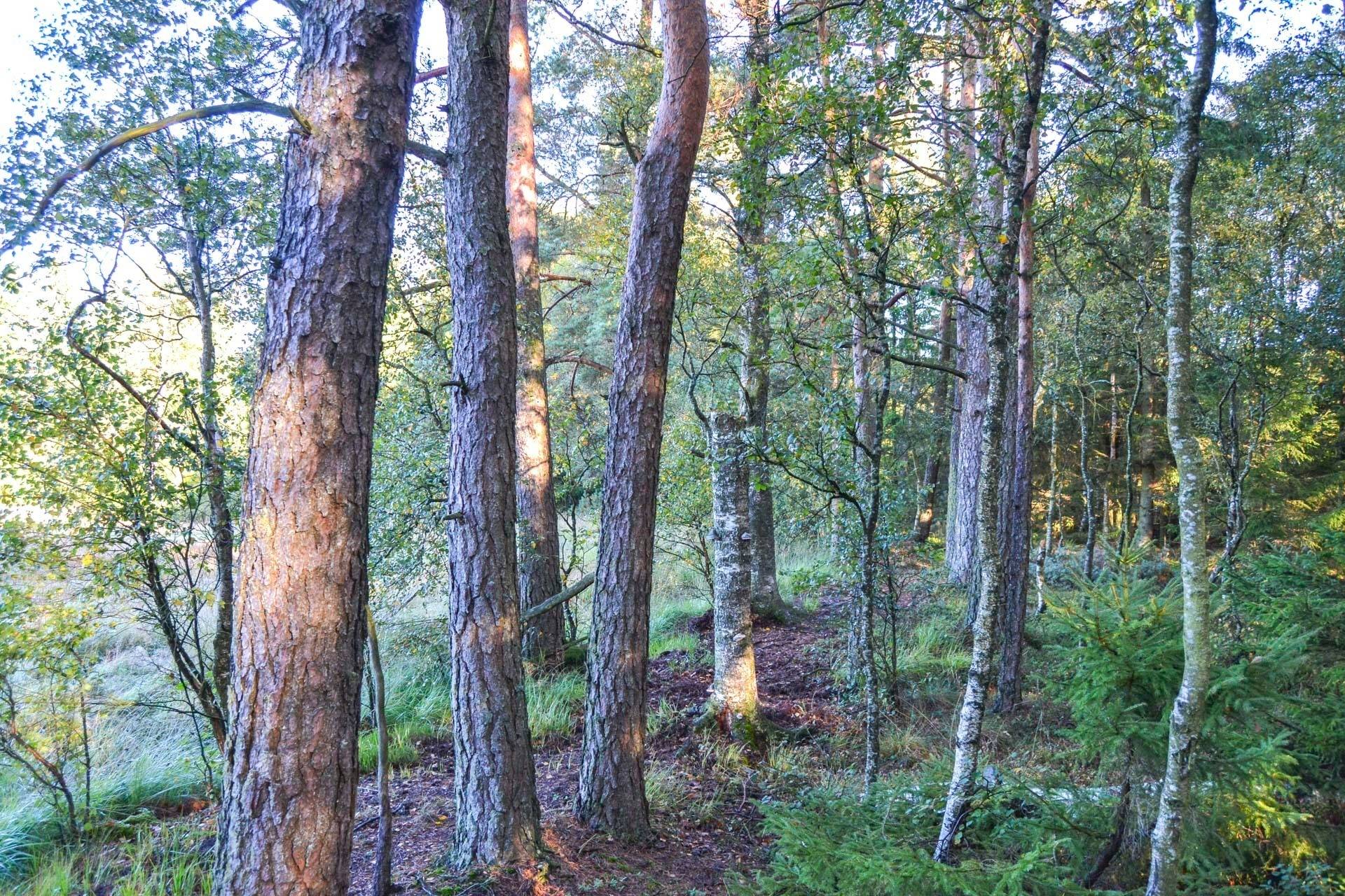 Gård/skog på Gassljunga Norrgård Långaryd Hylte kommun - bild 7