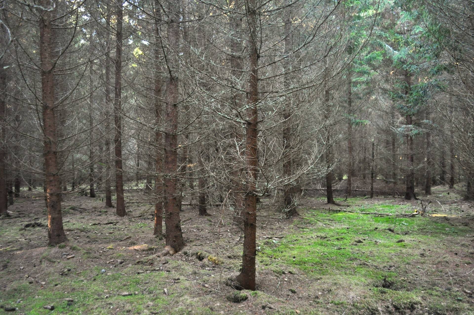 Gård med skogsbruk på Tierp Igelsbo 1:1 Örbyhus Tierps kommun - bild 20