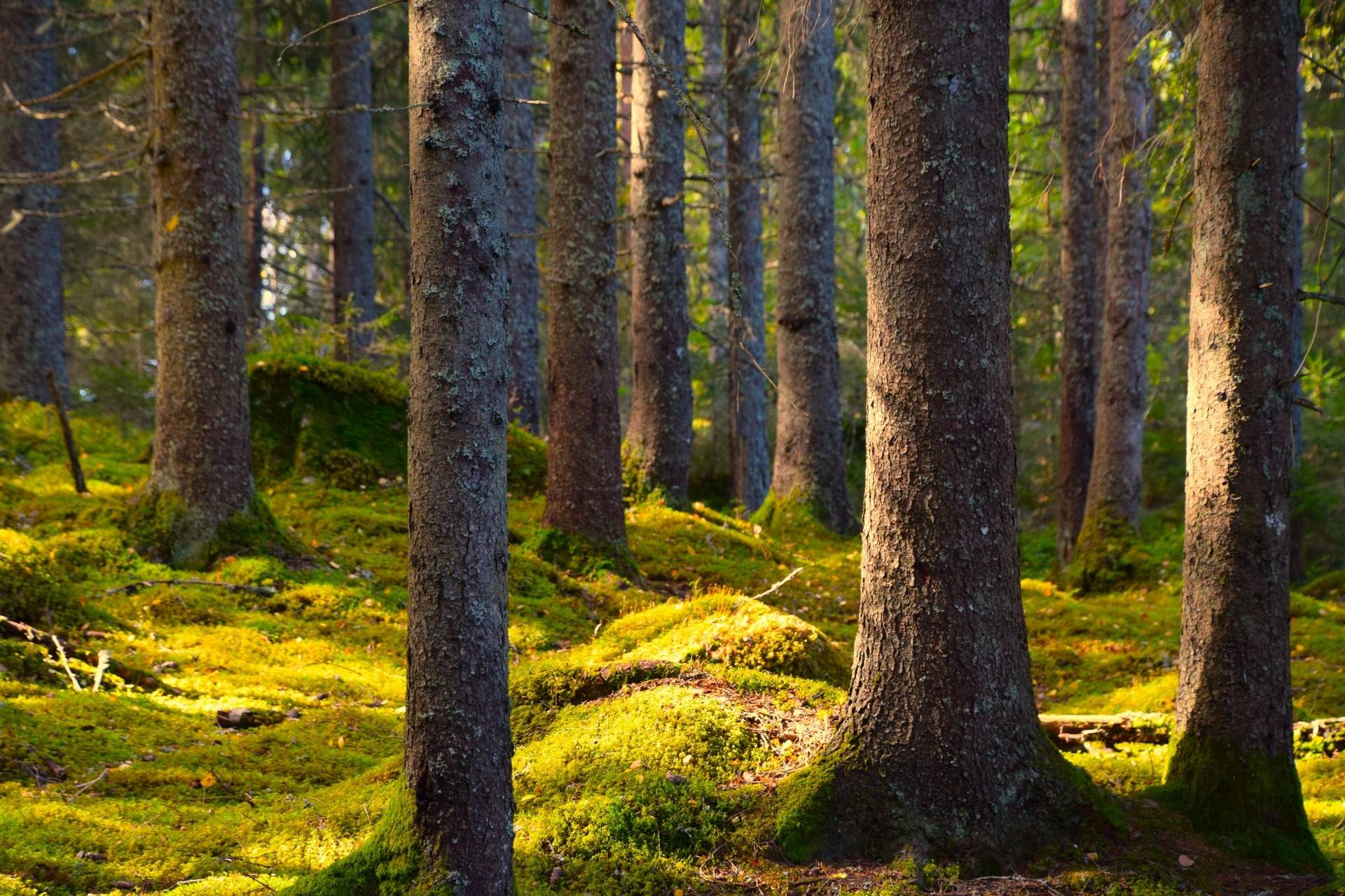 Gård med jordbruk på Snårbotten Laggartorp 23 Laggartorp Storfors kommun - bild 33