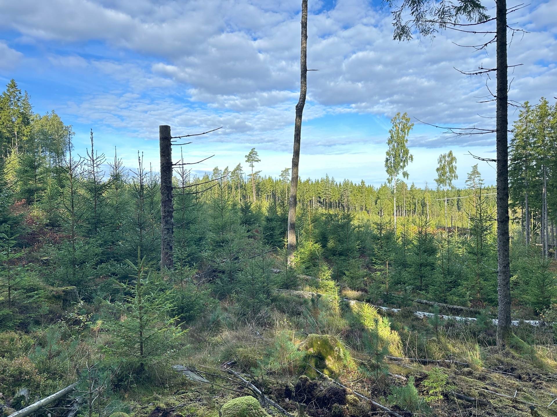 Gård med skogsbruk på MARK ANABÄCKSHULT 2:14 Anabäckshult Marks kommun - bild 3