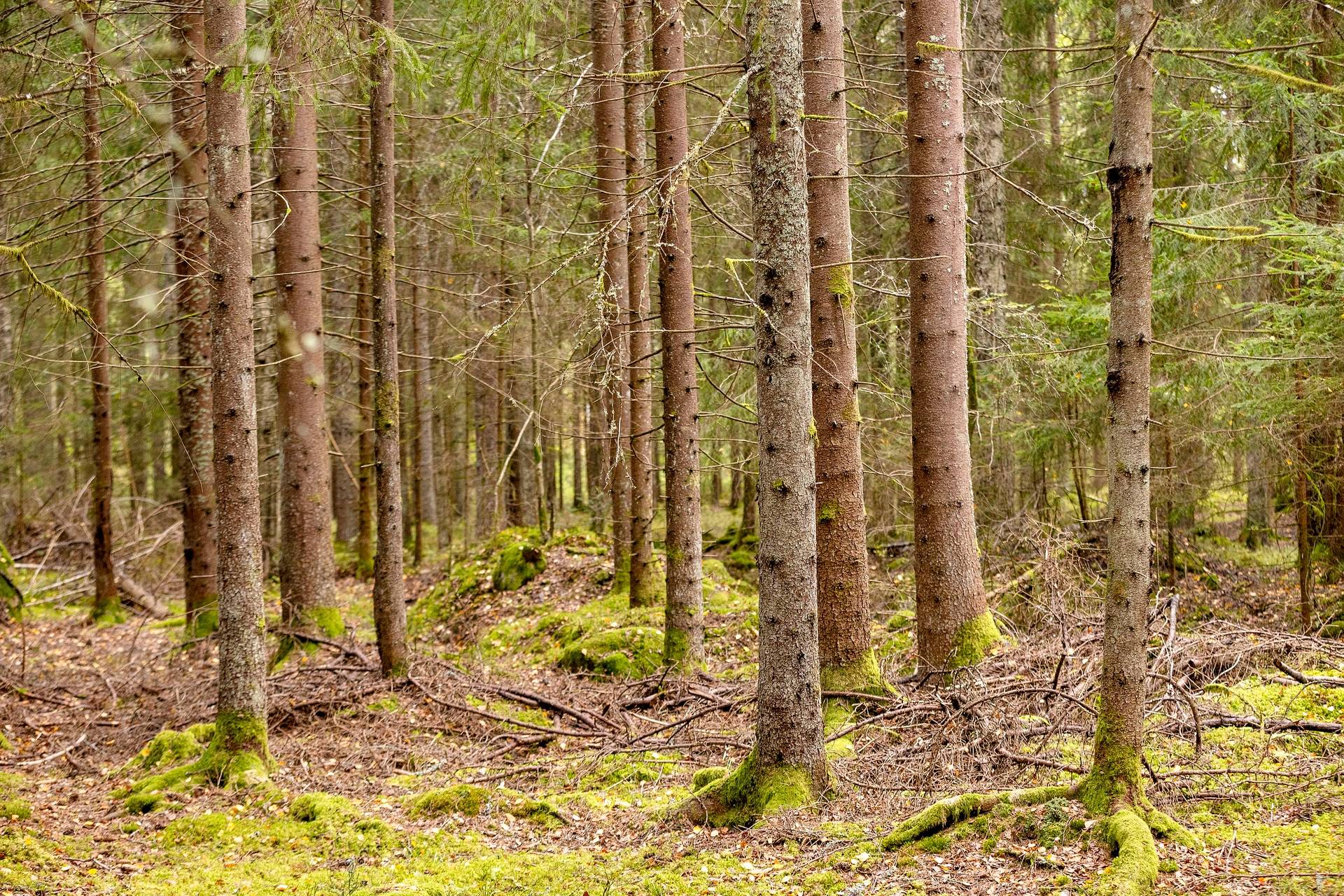 Gård med skogsbruk på Skogalund Lekebergs kommun - bild 15
