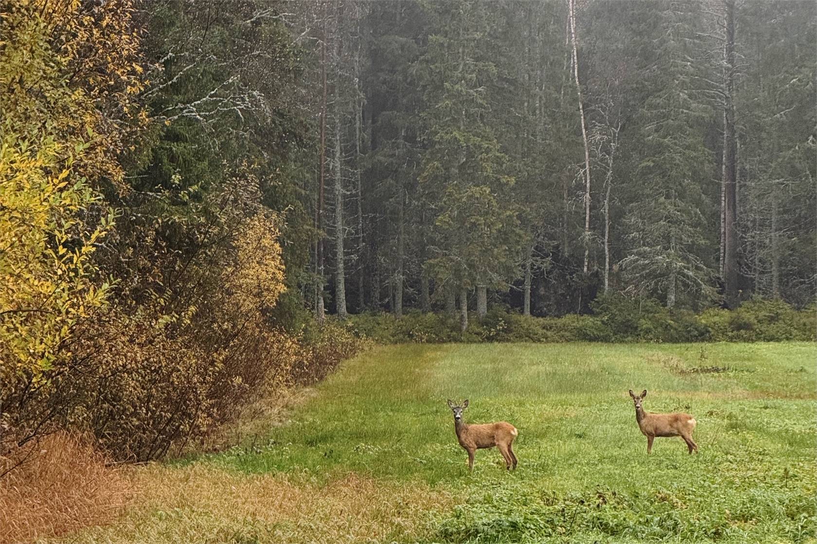 5 rum Villa på Kyan 218 Lövånger Skellefteå kommun - bild 53