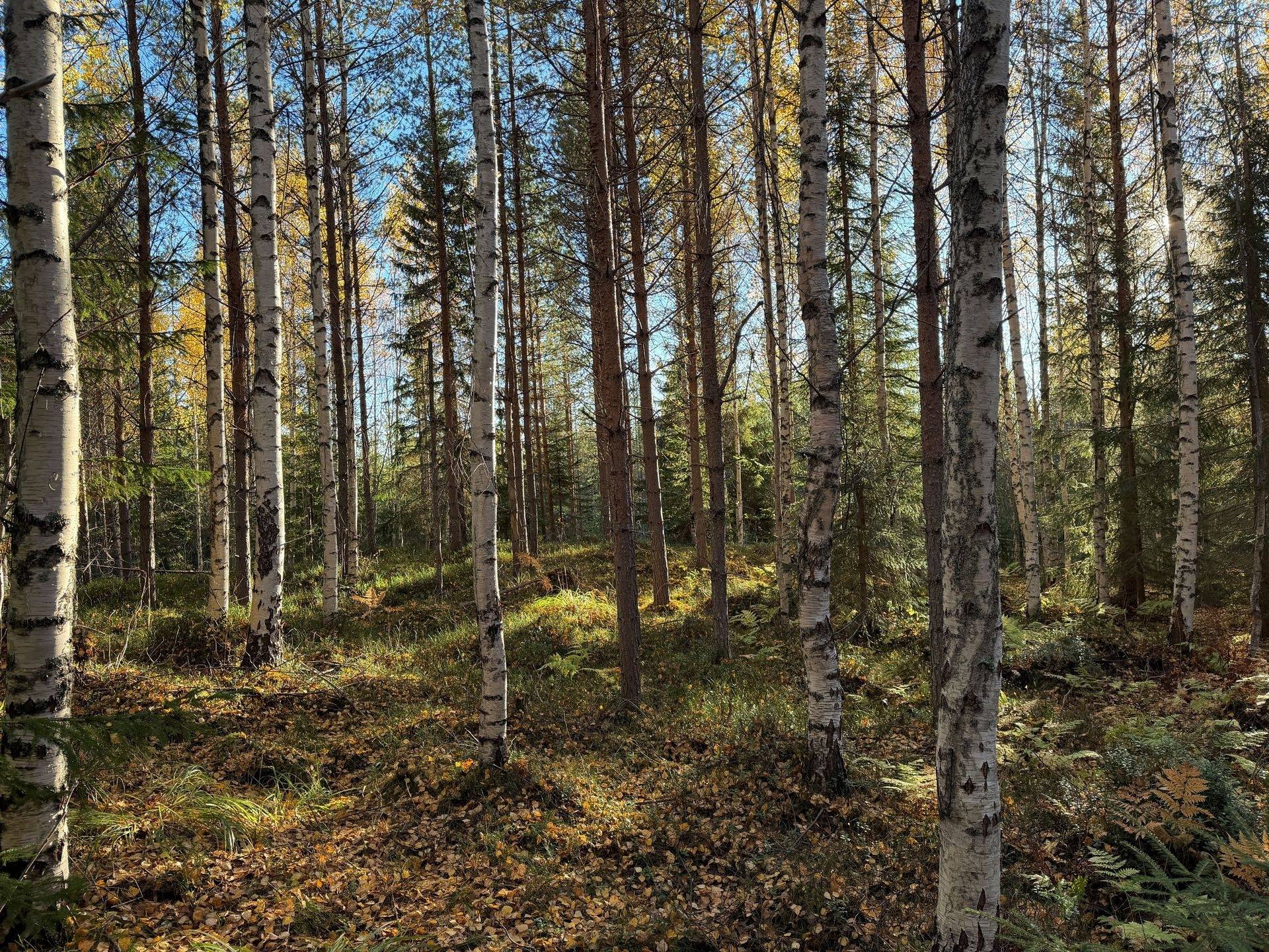 Gård/skog på Hansjö 8:5 Orsa kommun - bild 13