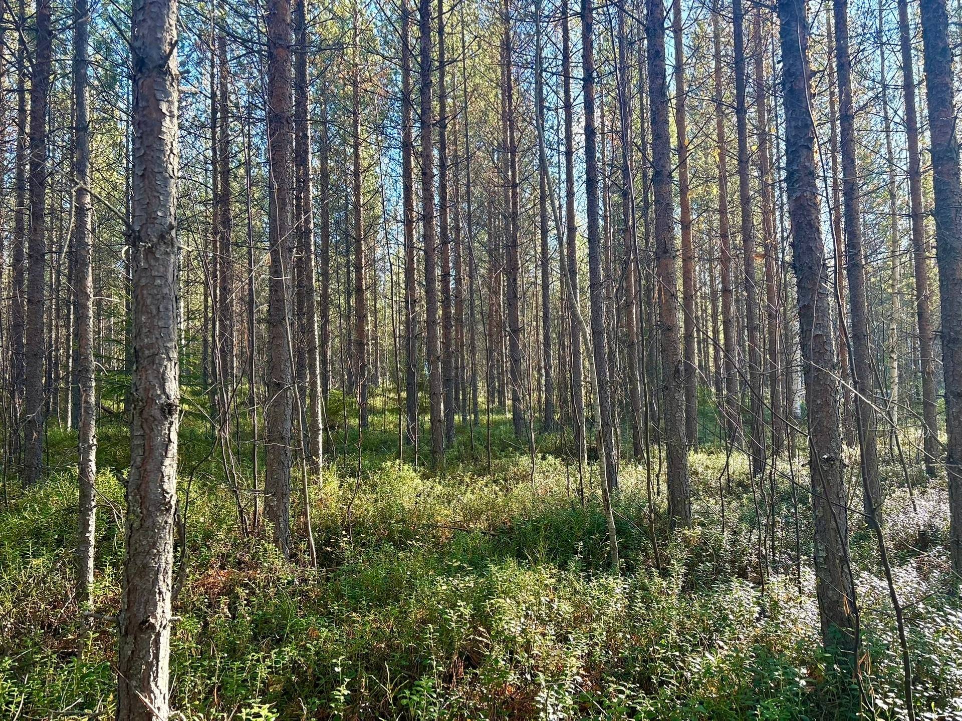 Gård/skog på Granön 4:6 Vindelns kommun - bild 17