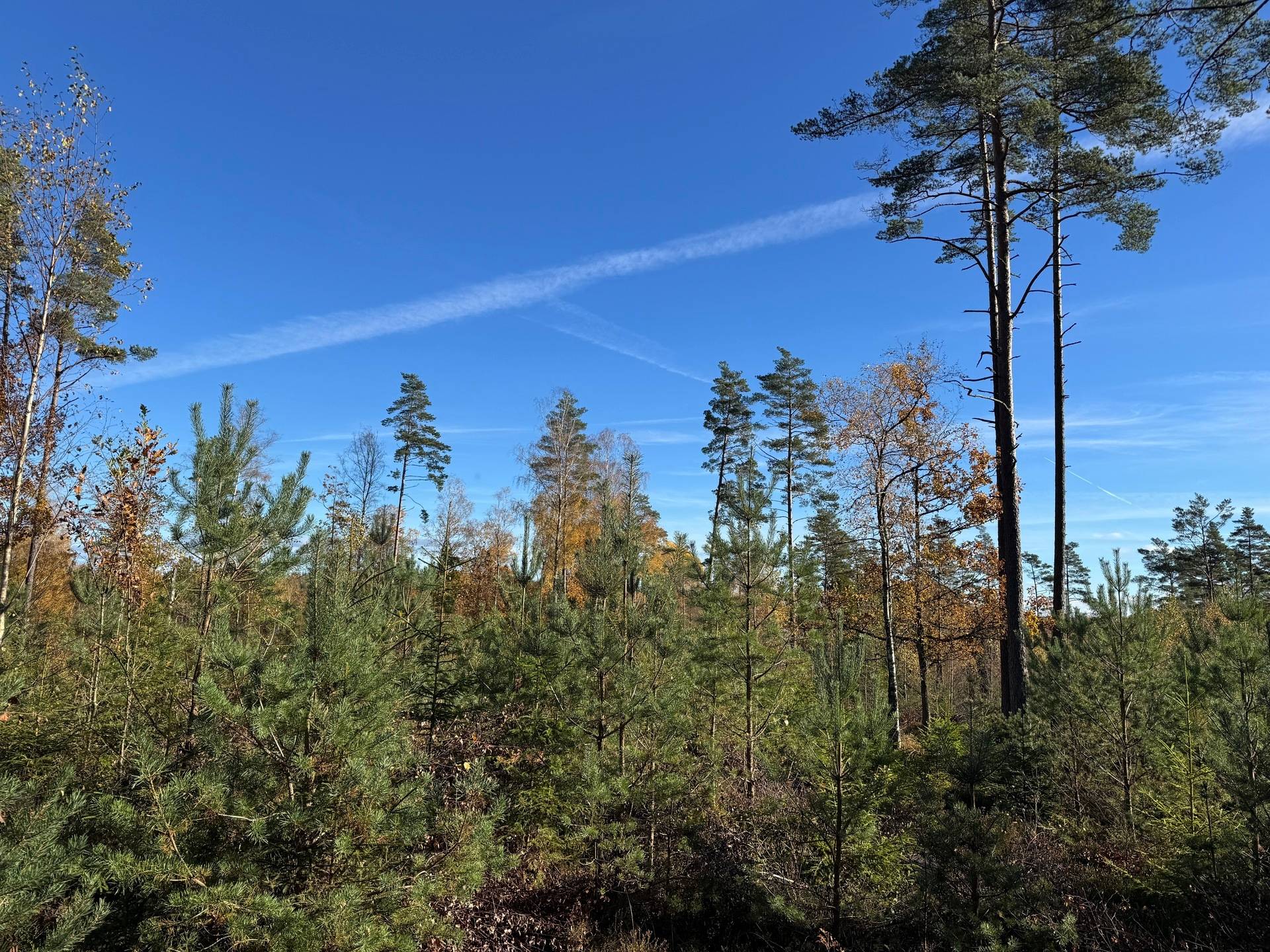 Gård med skogsbruk på Tokhult 1:13 Öxabäck Marks kommun - bild 8