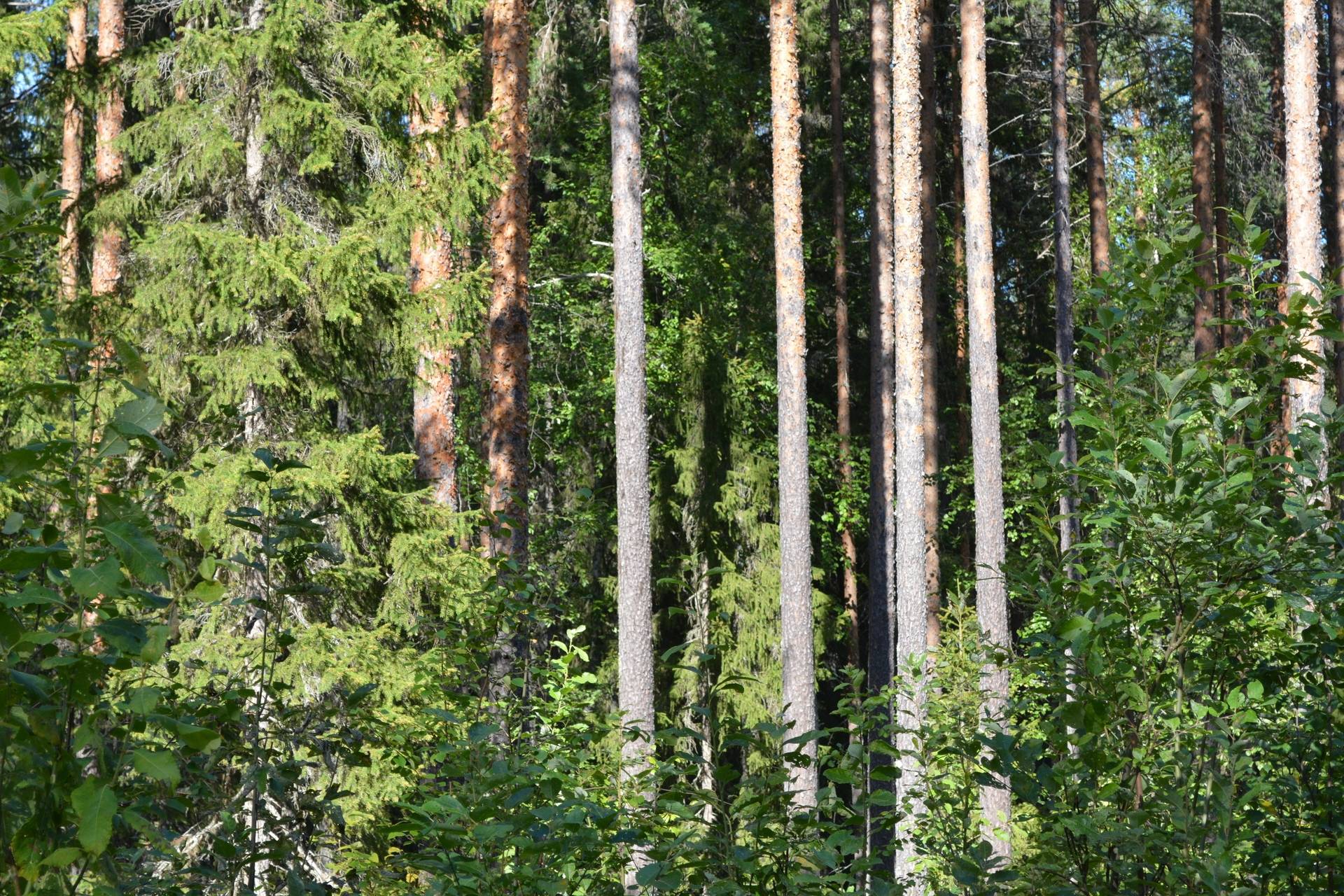 Gård med skogsbruk på Buddbyn Bodens kommun - bild 7