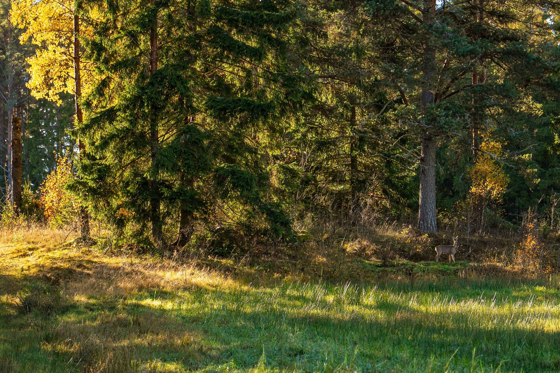 Gård med skogsbruk på Sanda Kristinehamns kommun - bild 15