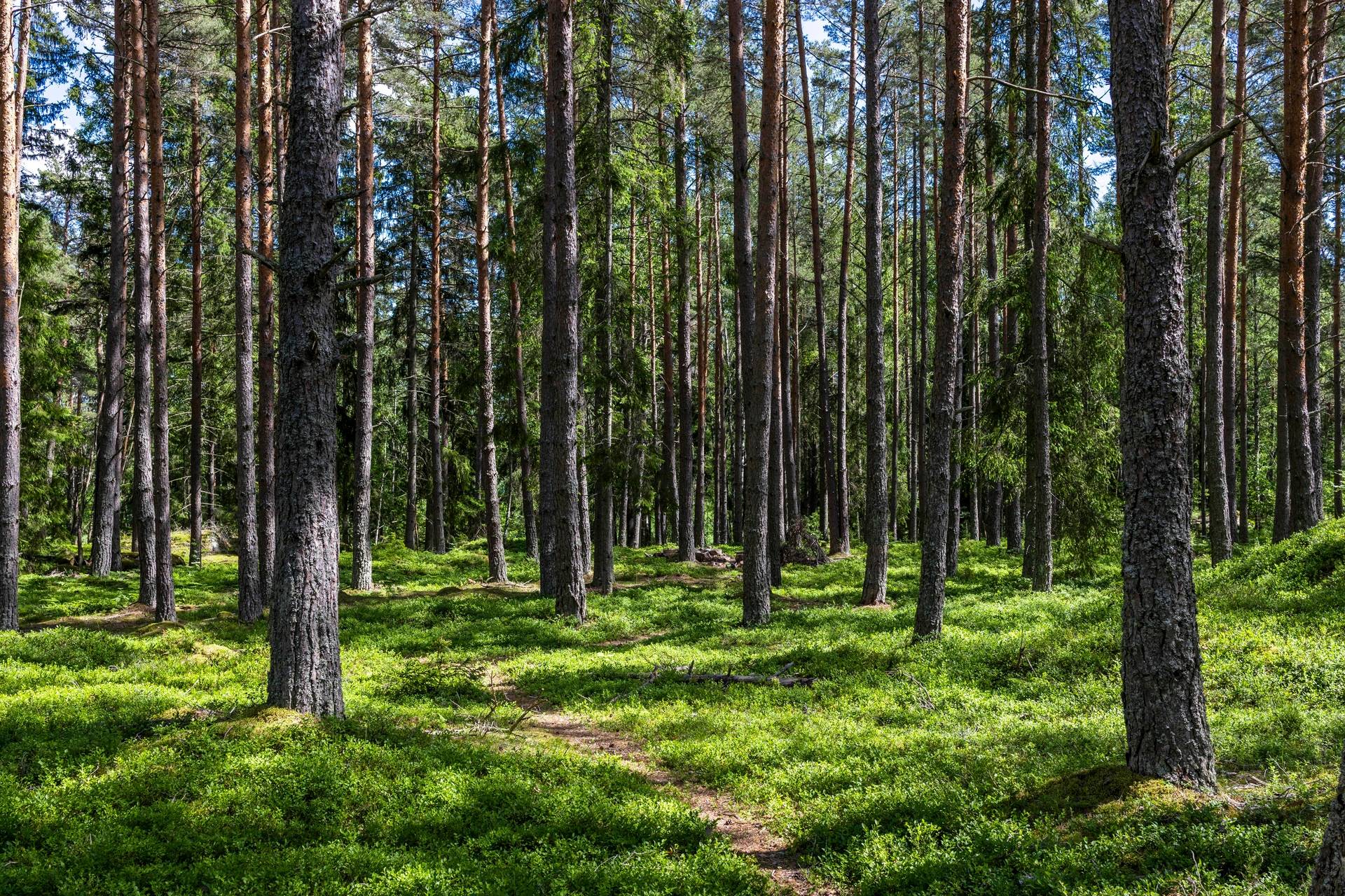 Gård/skog på SÖDERTÄLJE YTTERJÄRNA-NIBBLE 1:6 Järna/Nibble Södertälje kommun - bild 4