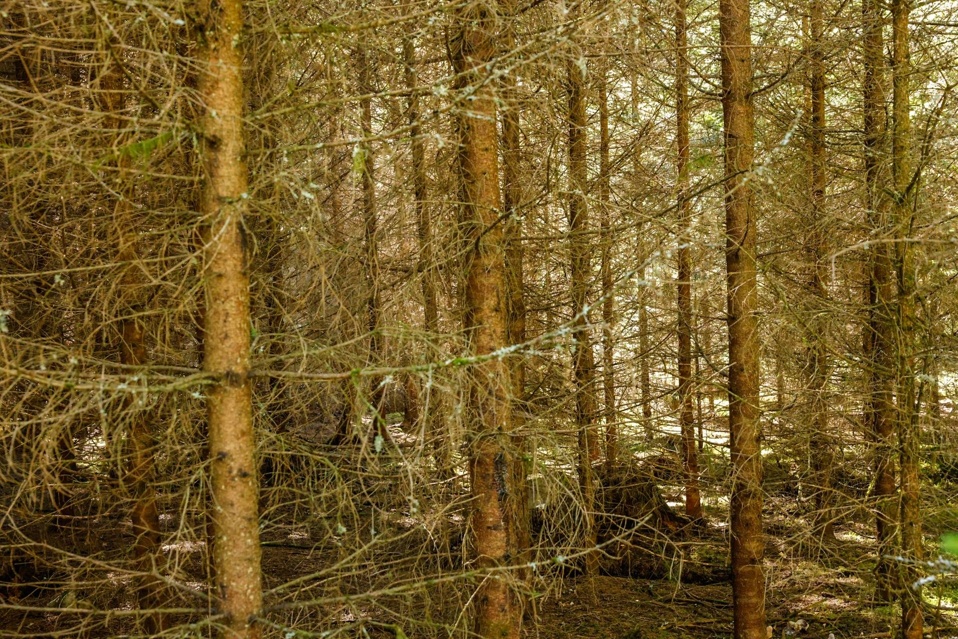 Gård/skog på SVENLJUNGA UGGLEBO 2:3 Örsås Svenljunga kommun - bild 17