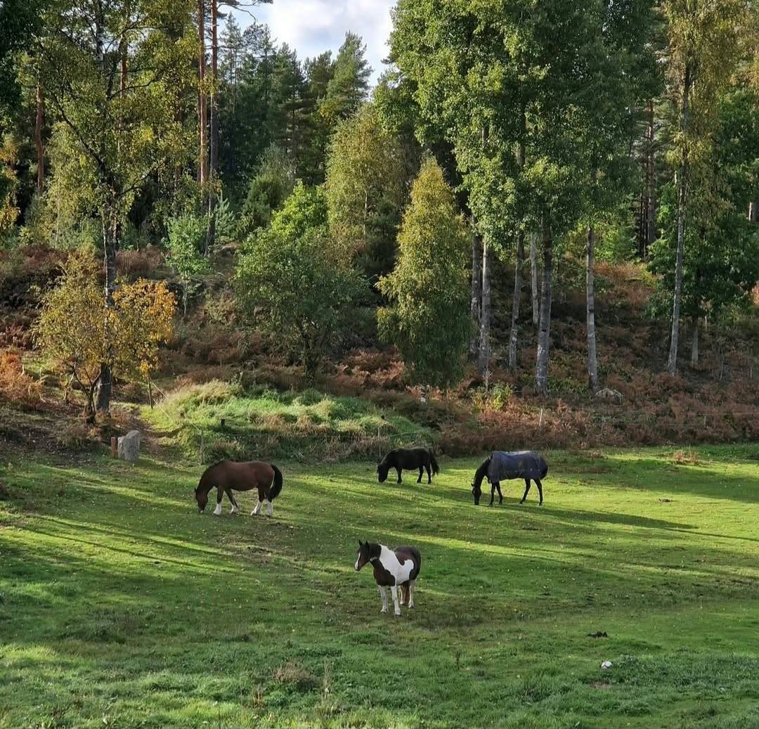 8 rum Gård/skog på Torp Höhället 1 Värnamo Värnamo kommun - bild 56
