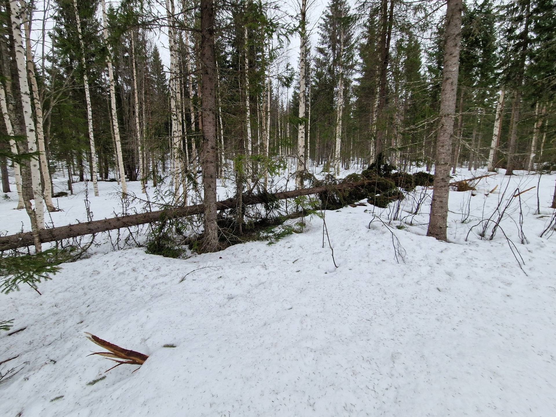 Gård med skogsbruk på STRÖMSUND RENÅLANDET 1:92 Renålandet Strömsunds kommun - bild 19