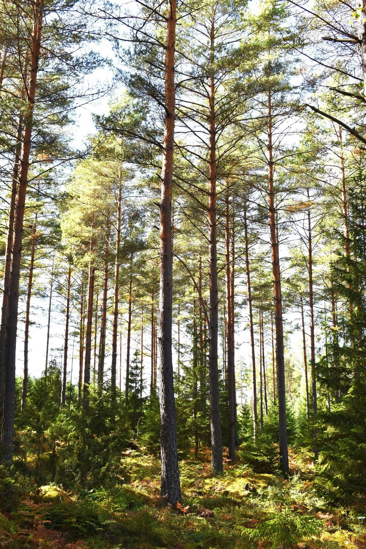 Gård med skogsbruk på Gårdsryd 1:2, 3:2 Gårdsryd Nybro kommun - bild 8