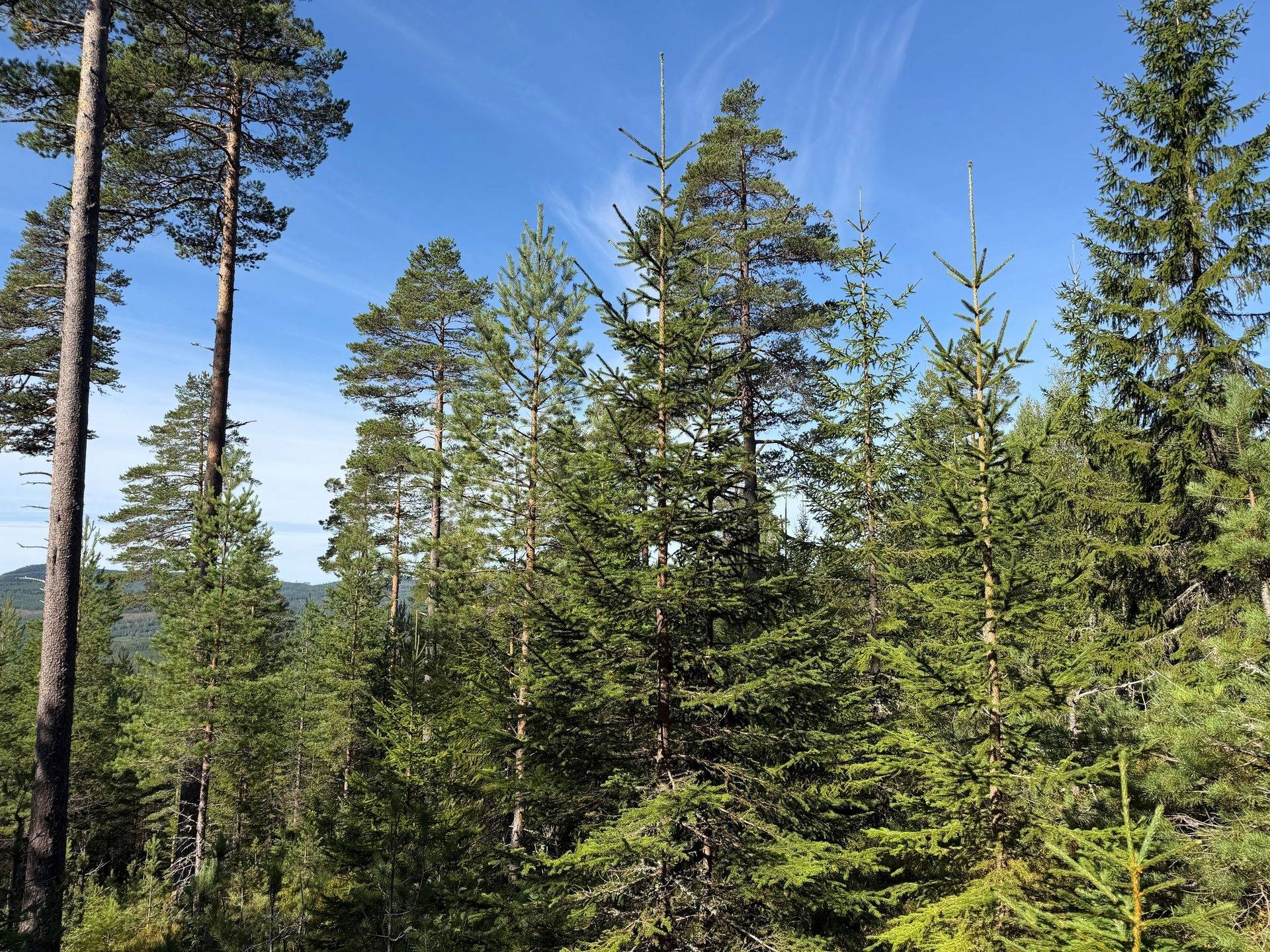 Gård/skog på Hansjö 317:24 Orsa kommun - bild 7