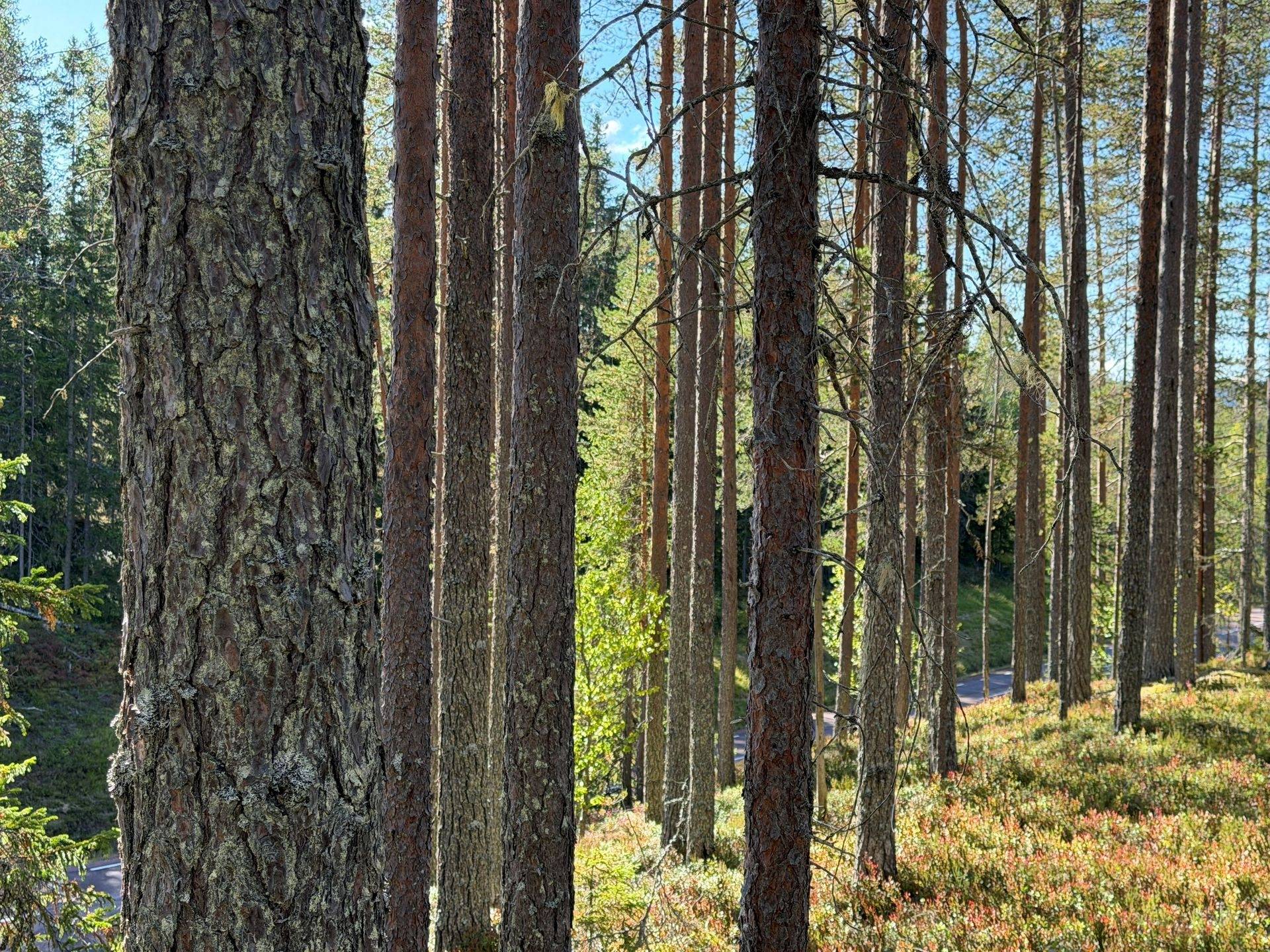 Gård/skog på Limbäck 89:3 Våmhus Mora kommun - bild 5