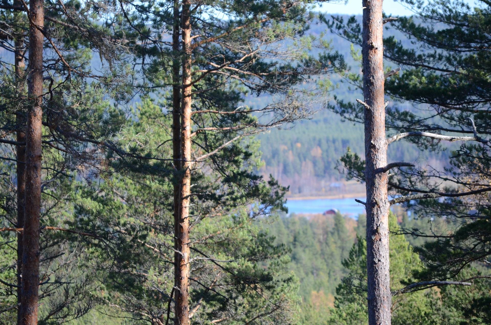 Gård med skogsbruk på Utanmyra Falu kommun - bild 19