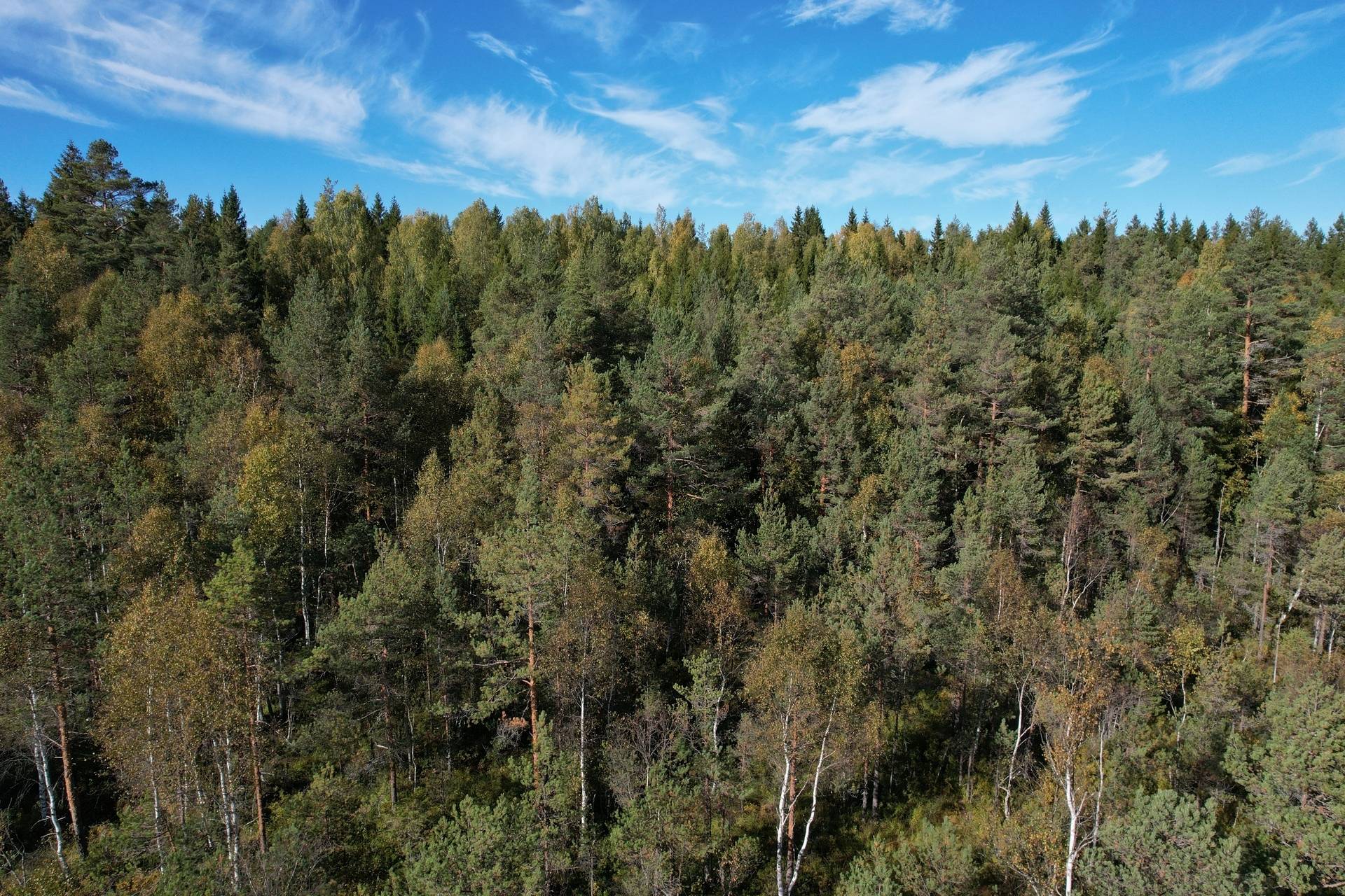 Gård med skogsbruk på Landtjärn Sandvikens kommun - bild 4