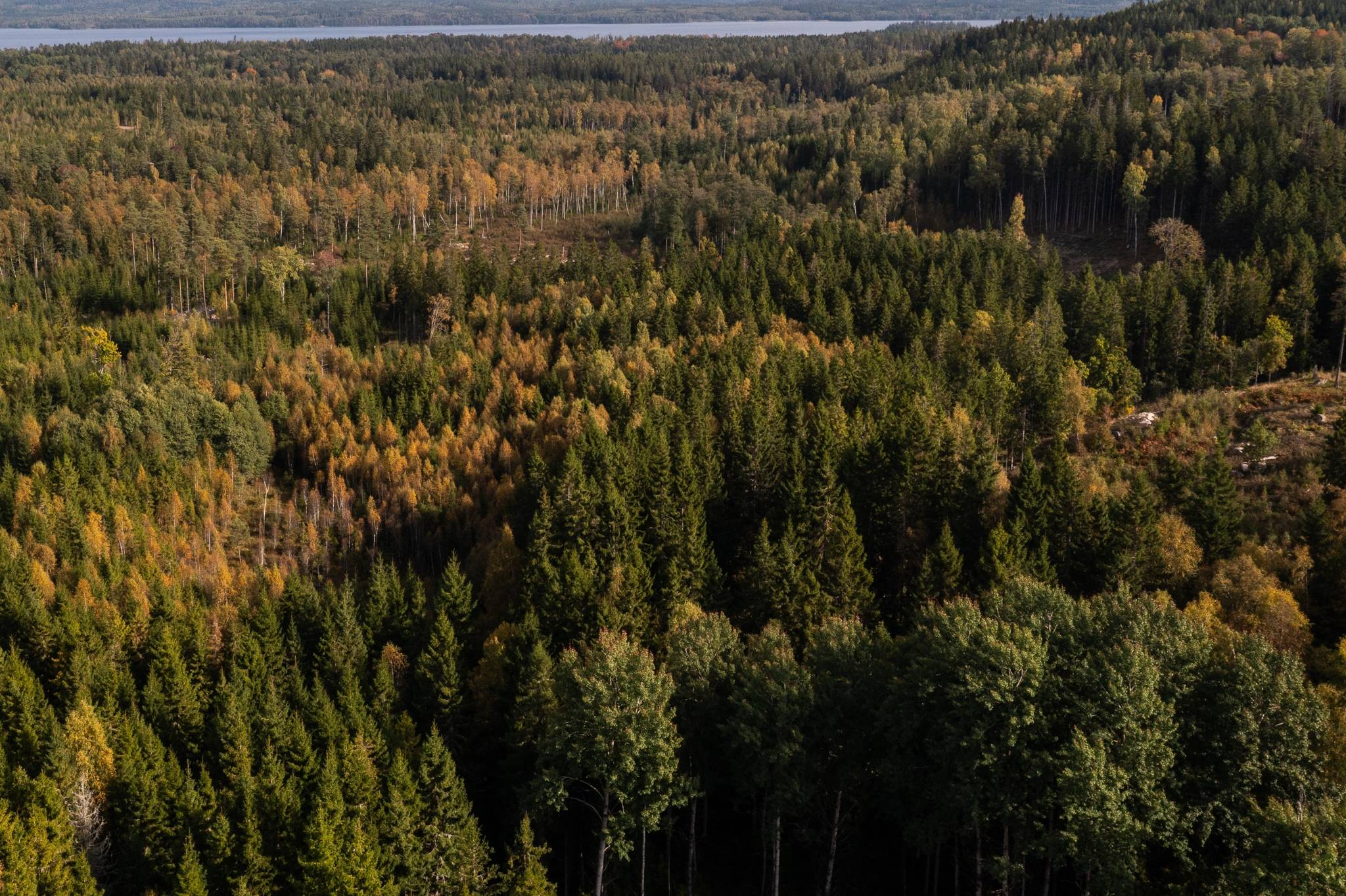 Gård/skog på Del av Hornaryd Hörnegård 2 Braås Växjö kommun - bild 1