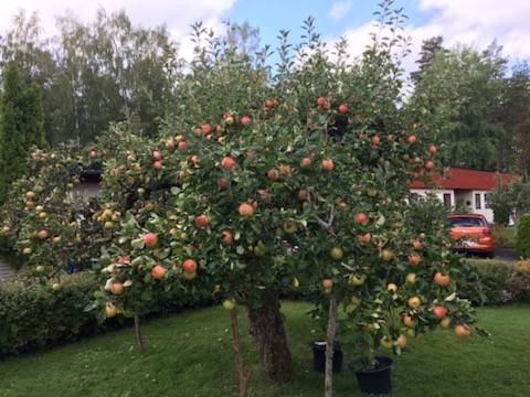 4 rum Villa på Sångarleden 21 Mjölby - Östra Mjölby kommun - bild 27
