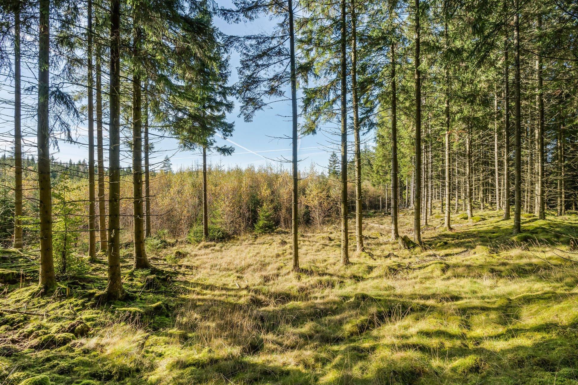 Bygget, Halmstads kommun