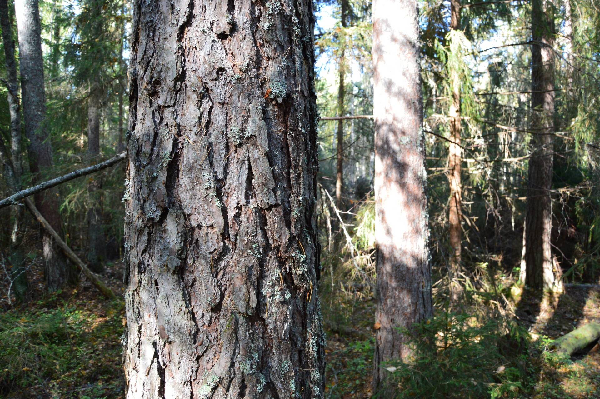 Gård med skogsbruk på Landtjärn Sandvikens kommun - bild 12