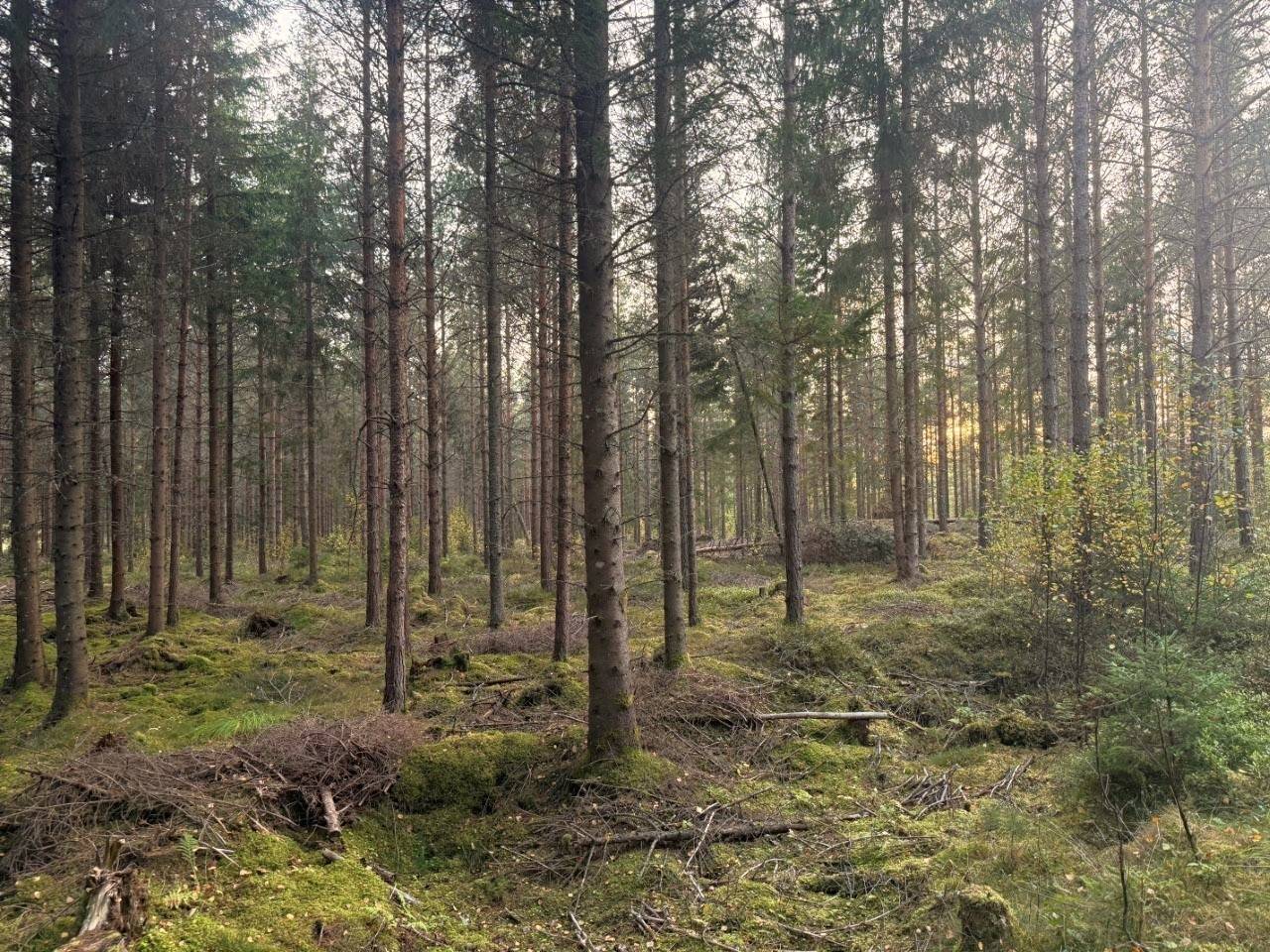 Gård med skogsbruk på Tranemo Ljungsarp 5:11 Ljungsarp Tranemo kommun - bild 9