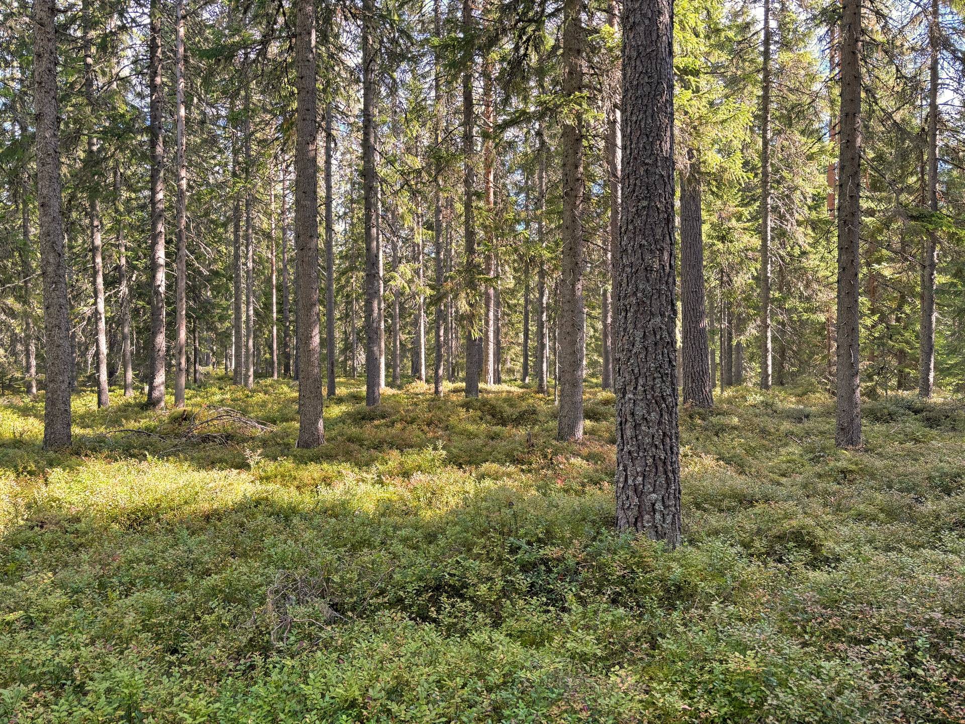 Gård/skog på Skogsskifte i Gullbergsbo Gullbergsbo Ovanåkers kommun - bild 19
