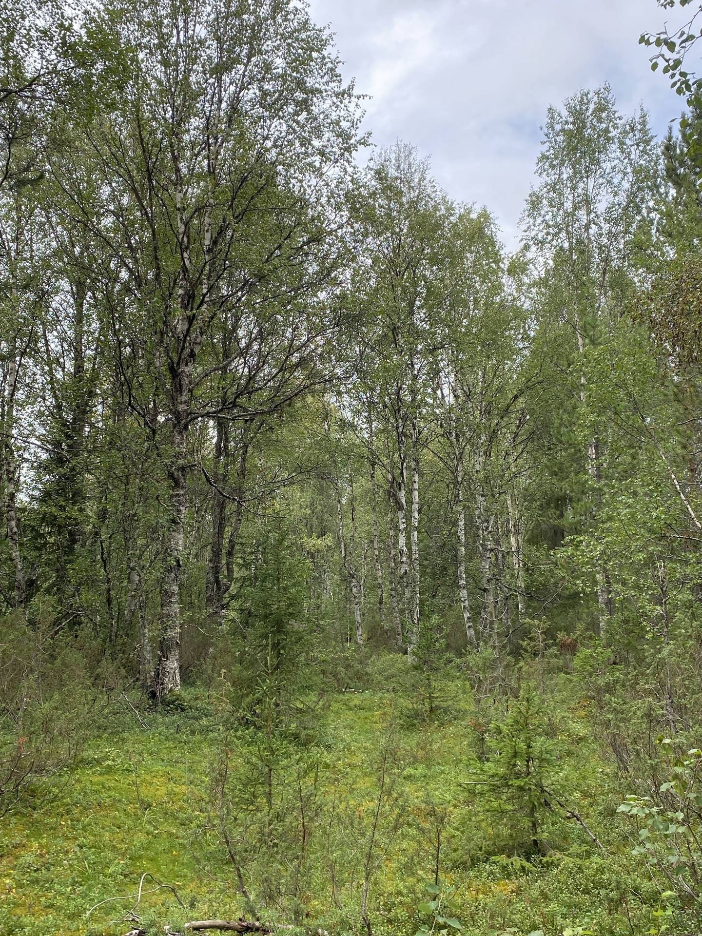 Gård med skogsbruk på DOROTEA HÖGLAND 1:14 Högland Dorotea kommun - bild 26