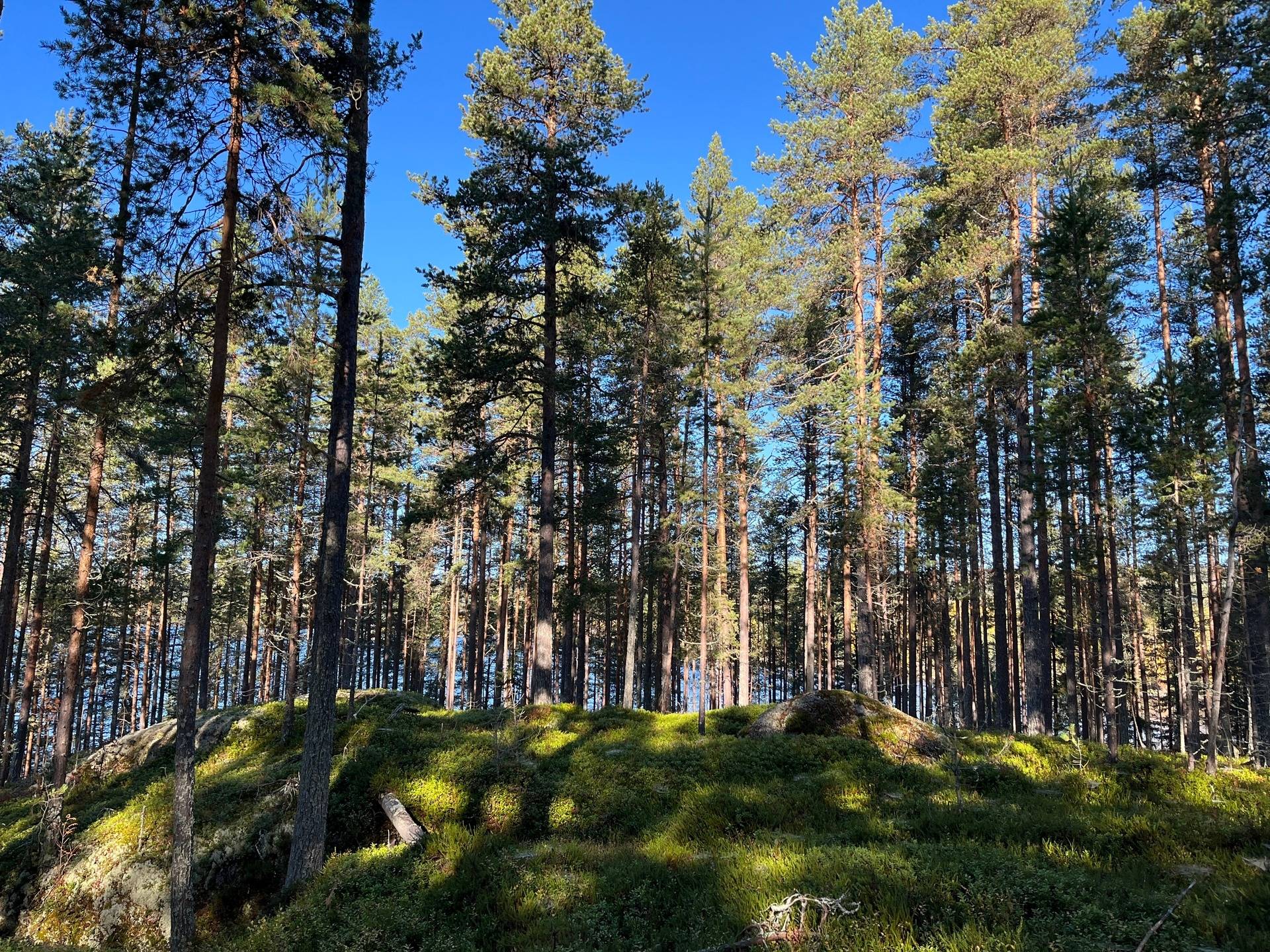 Gård/skog på Lillön 110 Bräcke kommun - bild 11
