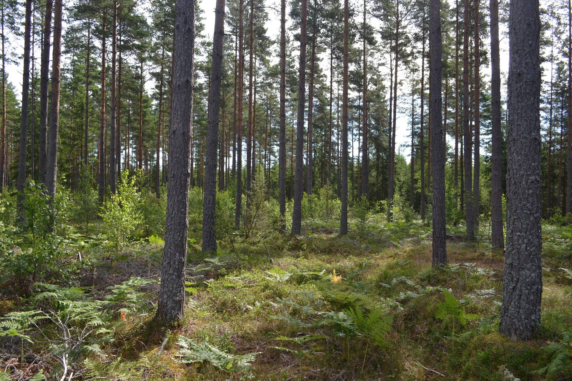 Gård/skog på Ärngisslahyltan Ärngisslahyltan Nybro kommun - bild 9