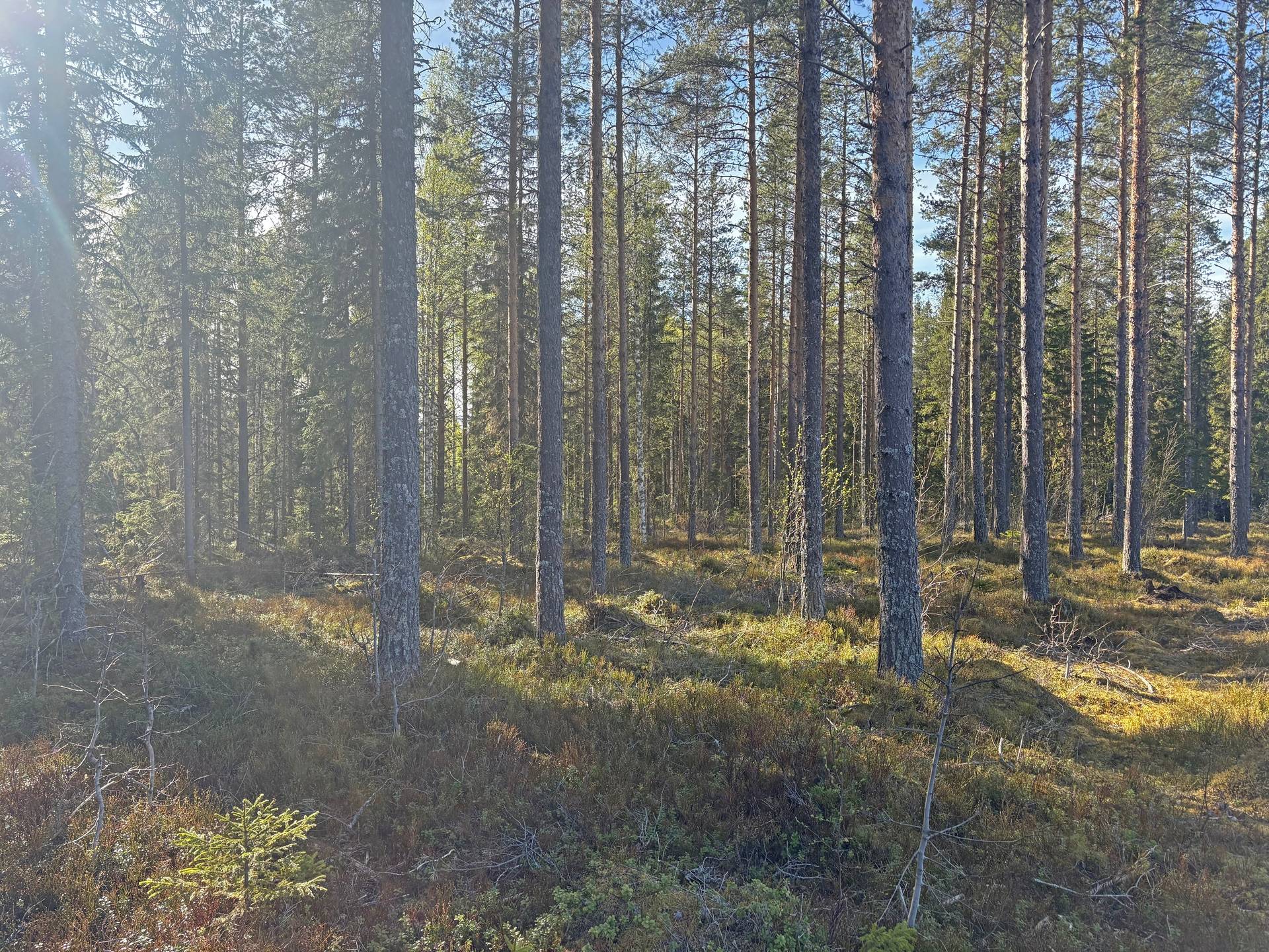 Gård/skog på Svettåker Vännäs kommun - bild 3