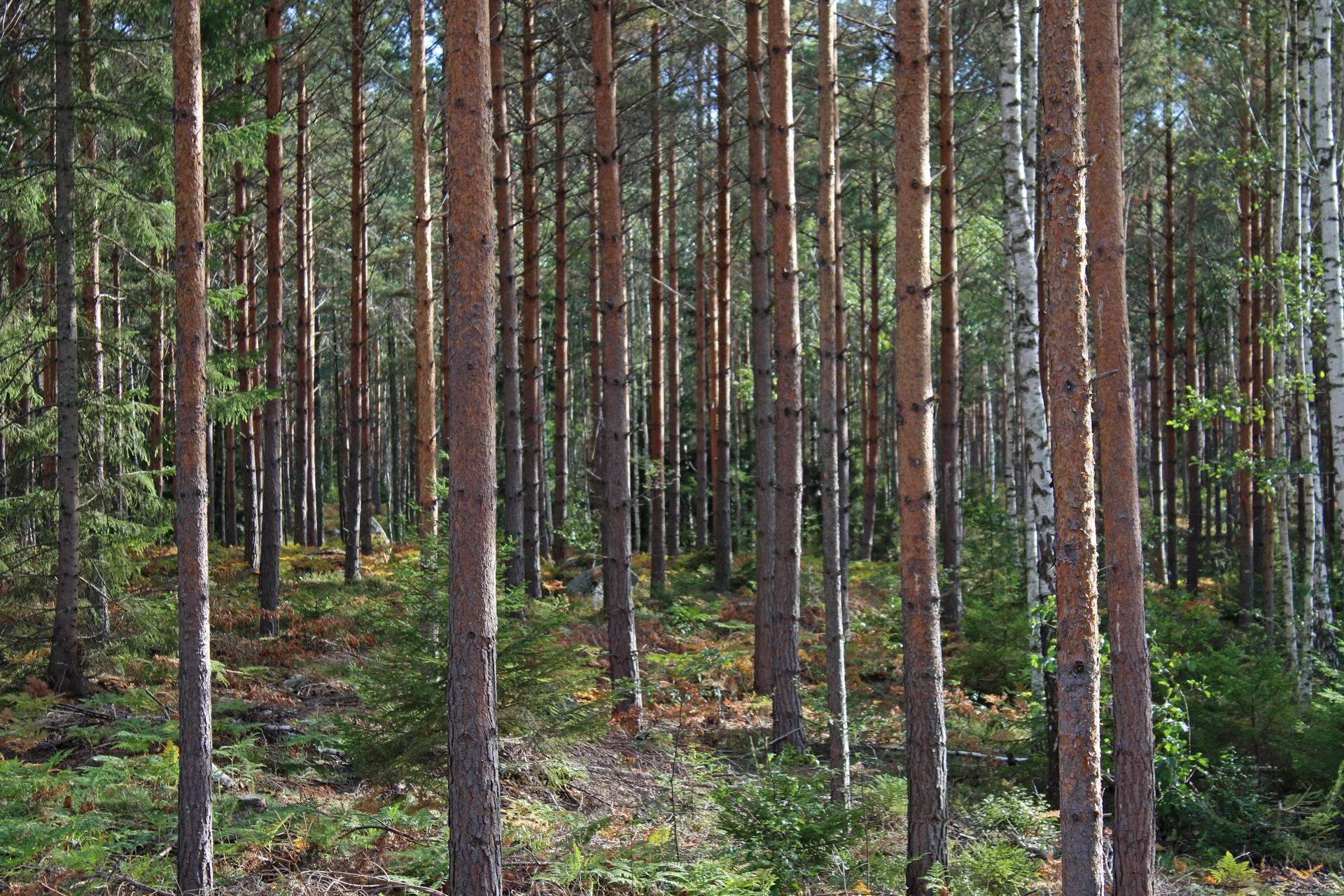Gård/skog på Bärmö skogar Sigtuna kommun - bild 2