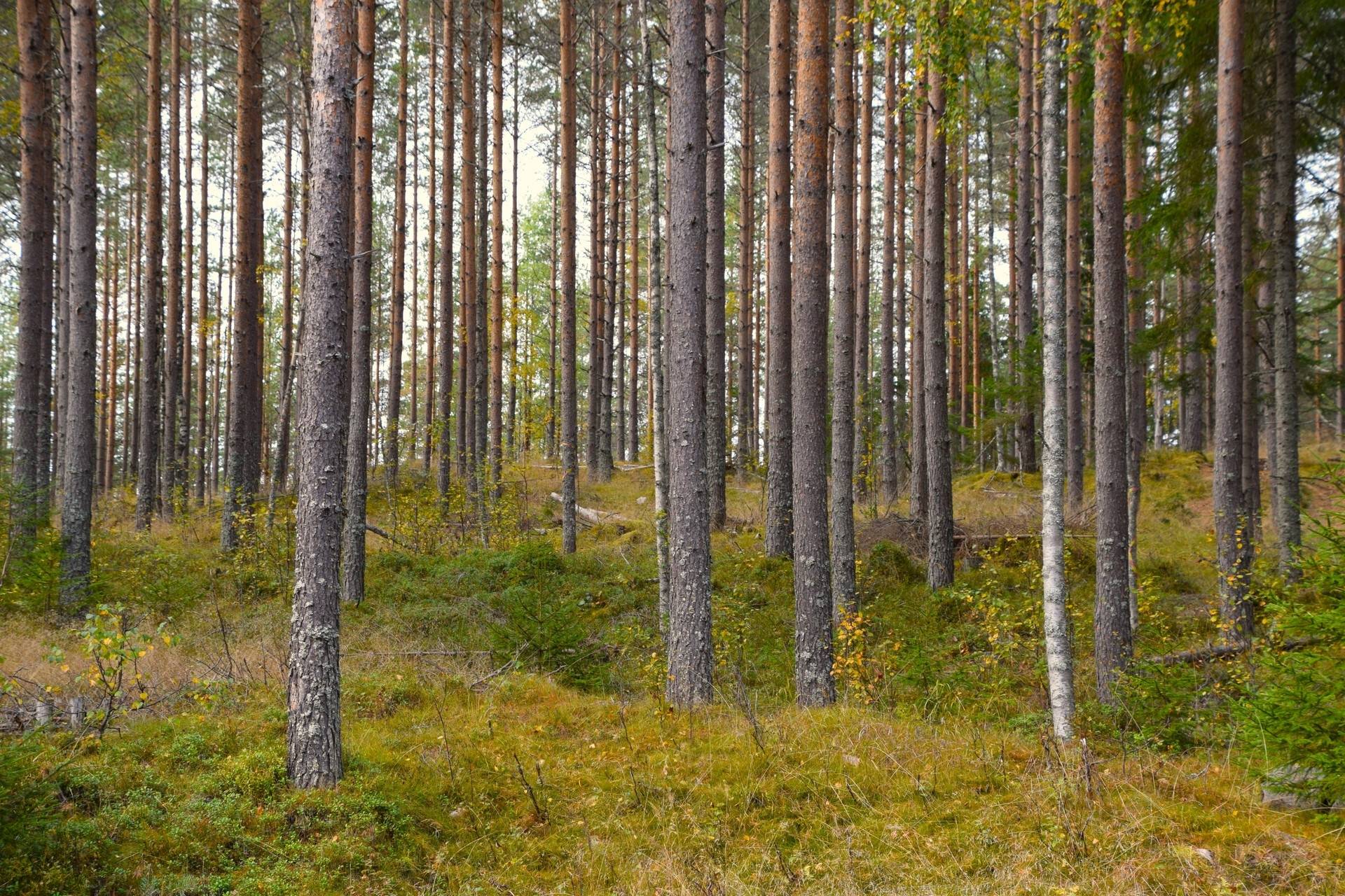 Gård med skogsbruk på Gravol Gravol Torsby kommun - bild 8