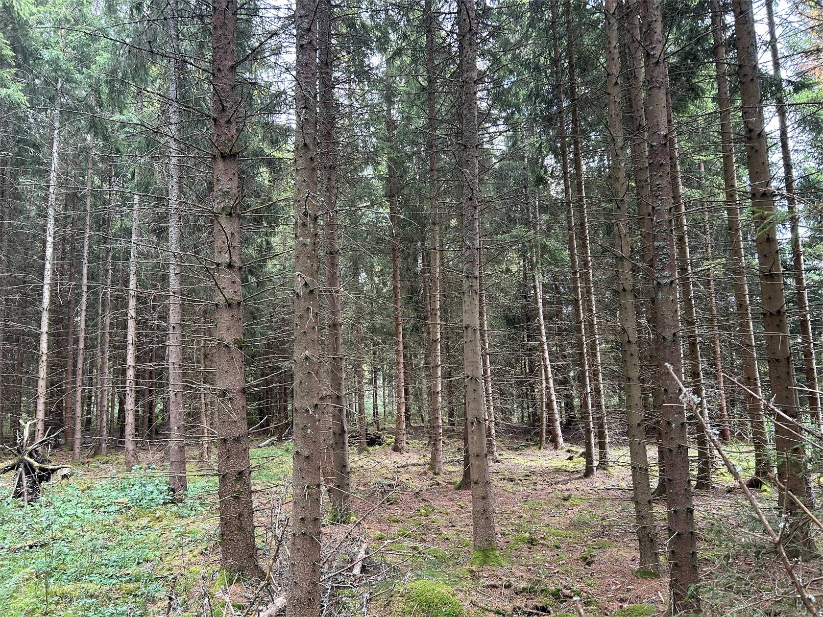 4 rum Övrig på Östra Haddåsen Björknäs 1 Ödeshögs kommun - bild 38