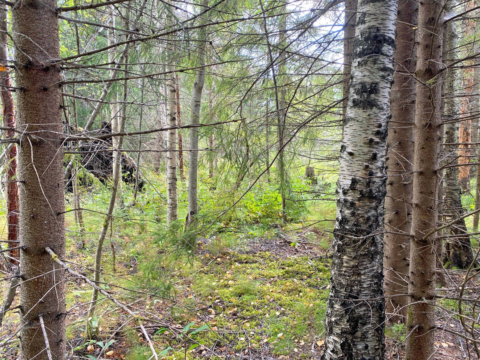 Gård med skogsbruk på Skog och jakt nära Söderhamn Hällmyra Söderhamns kommun - bild 7