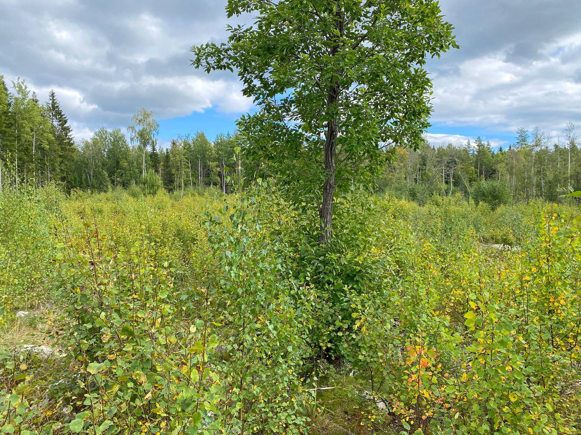 Gård med skogsbruk på Skog och jakt nära Söderhamn Hällmyra Söderhamns kommun - bild 15