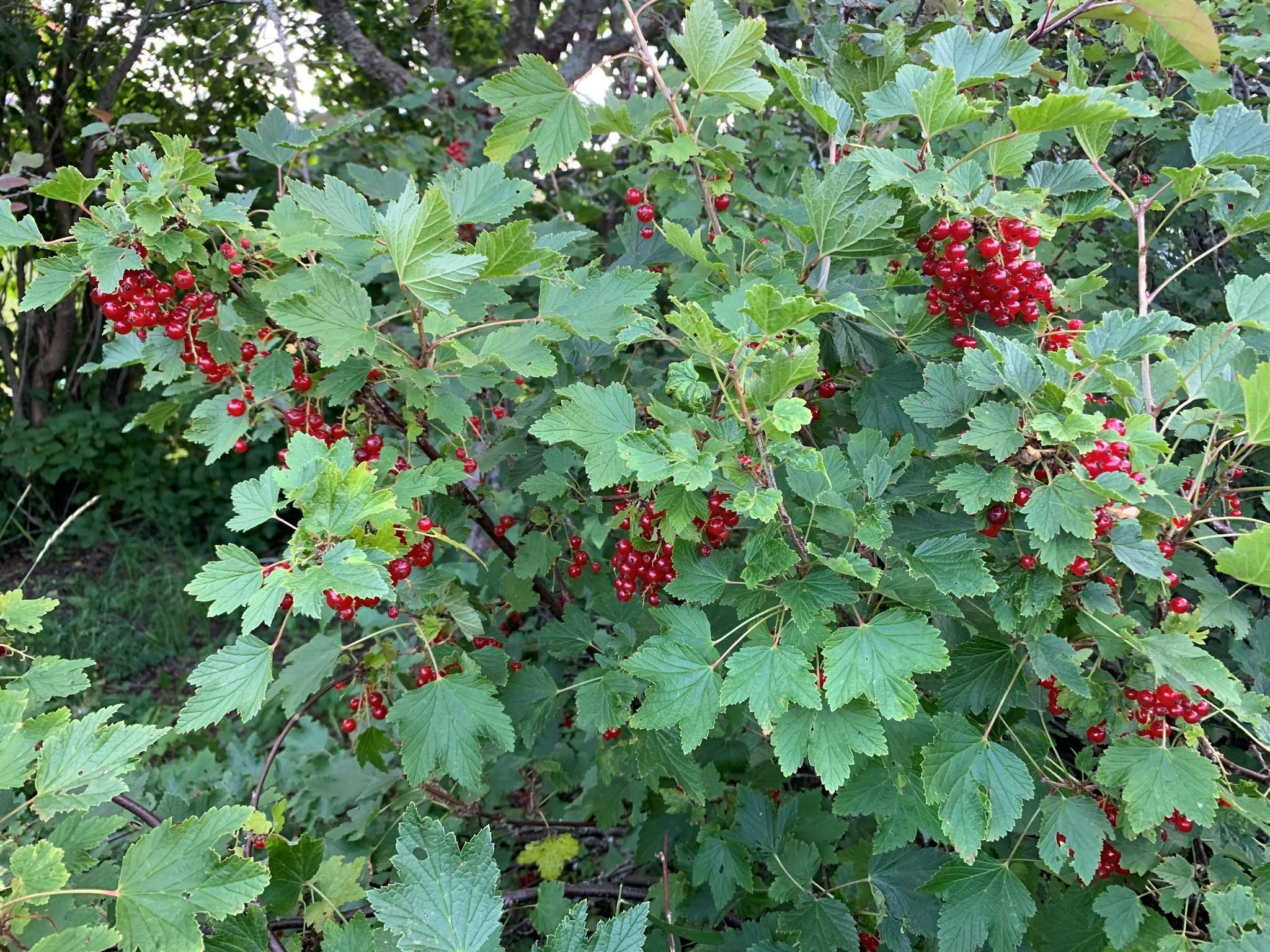 5 rum Villa på Brännavägen 146 Södra Brännan Härnösands kommun - bild 36