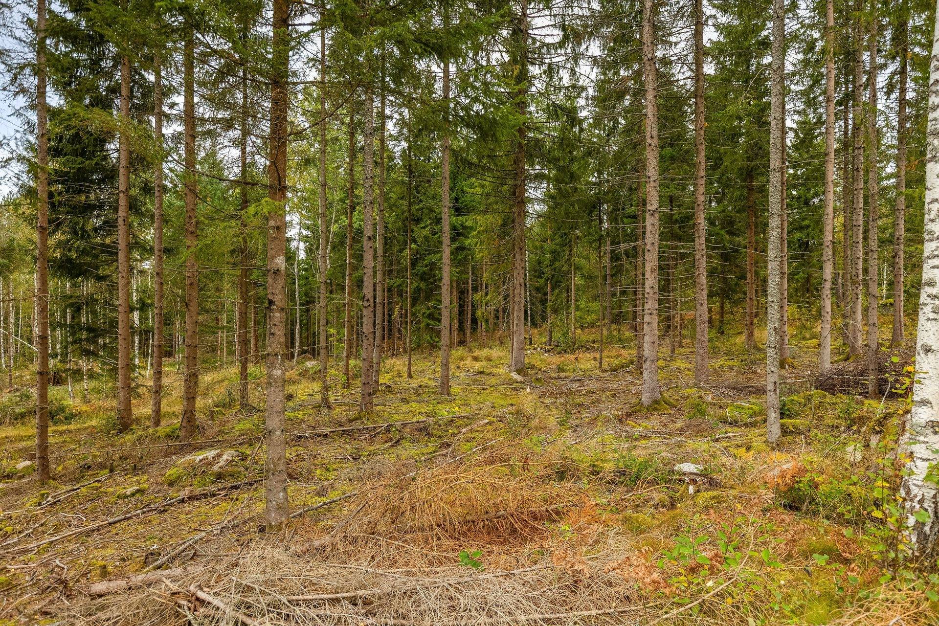 Gård/skog på Bäcken Hagen 2 Töreboda kommun - bild 40