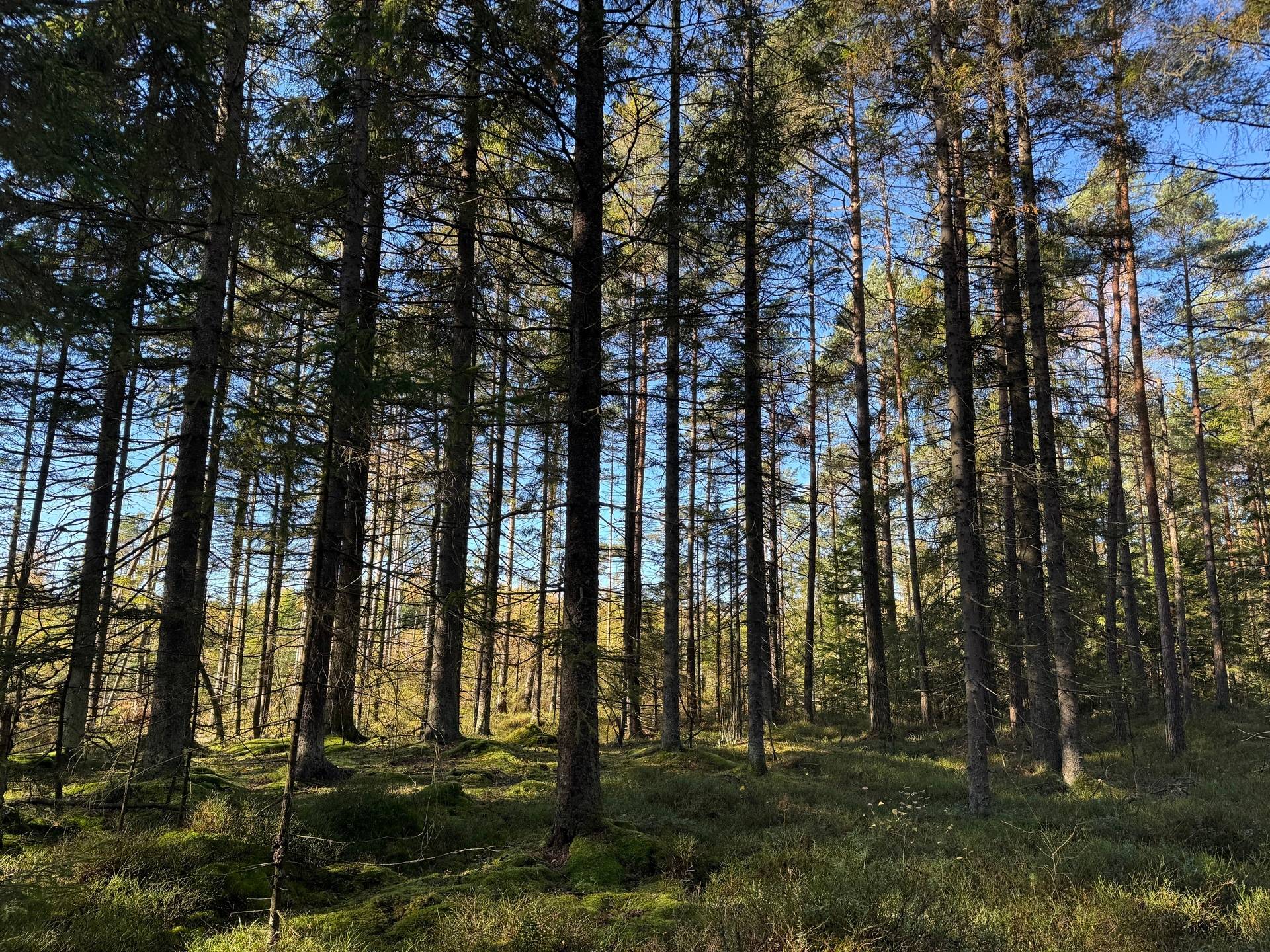 Gård med skogsbruk på Tokhult 1:13 Öxabäck Marks kommun - bild 10